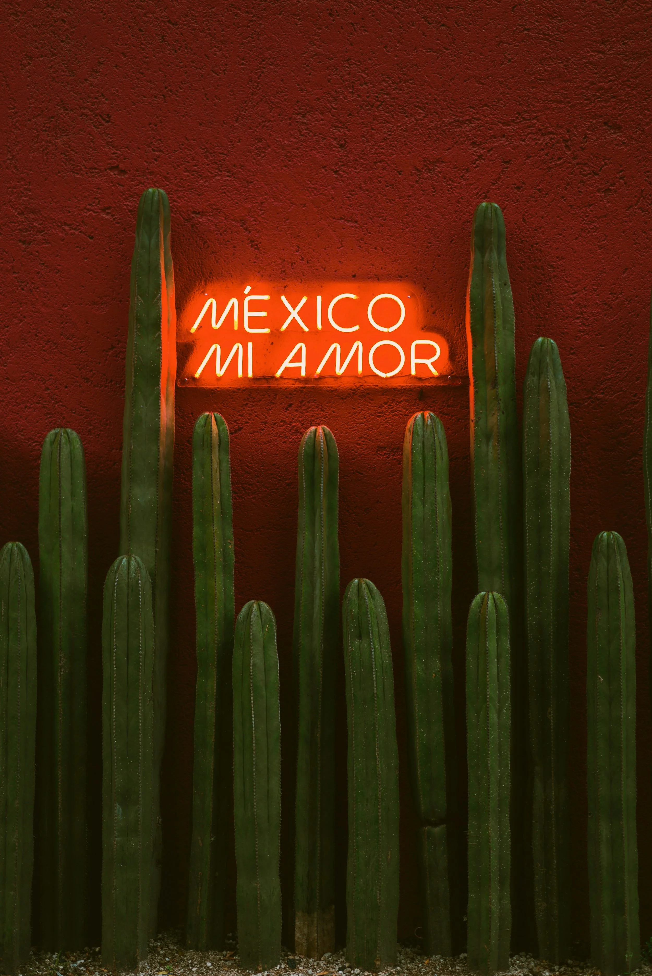 Neon sign on a red textured wall reading 'México Mi Amor' with tall green cacti in front.
