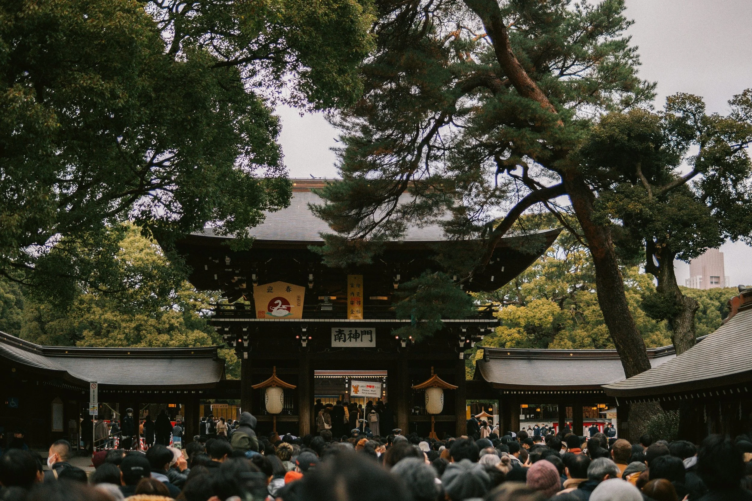 Shrine gate framed by pine trees with a large crowd gathered in front, Meiji Jingu, Tokyo