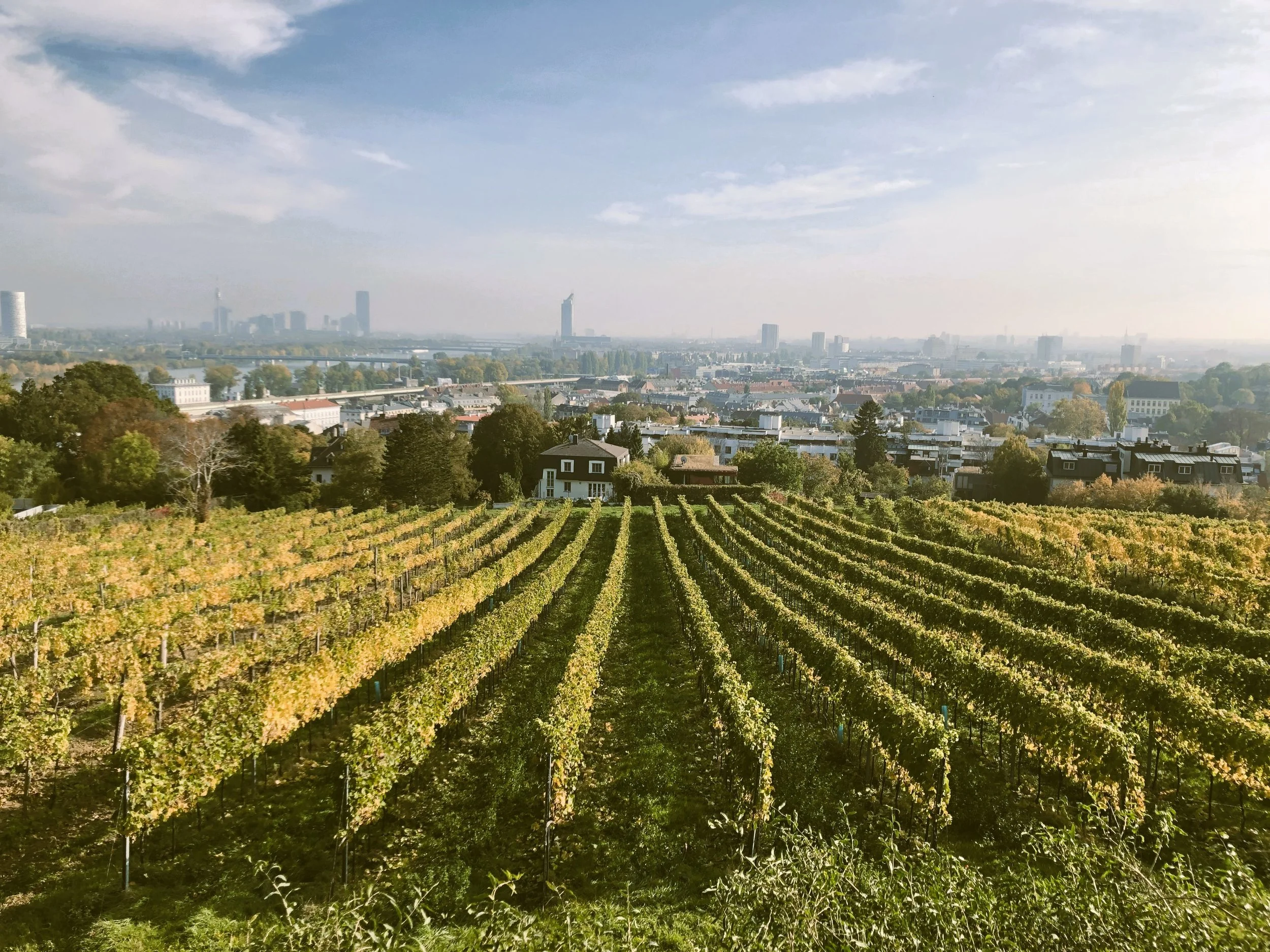 Vineyard rows on a hillside overlooking Vienna, associated with the city's Heuriger wine culture.