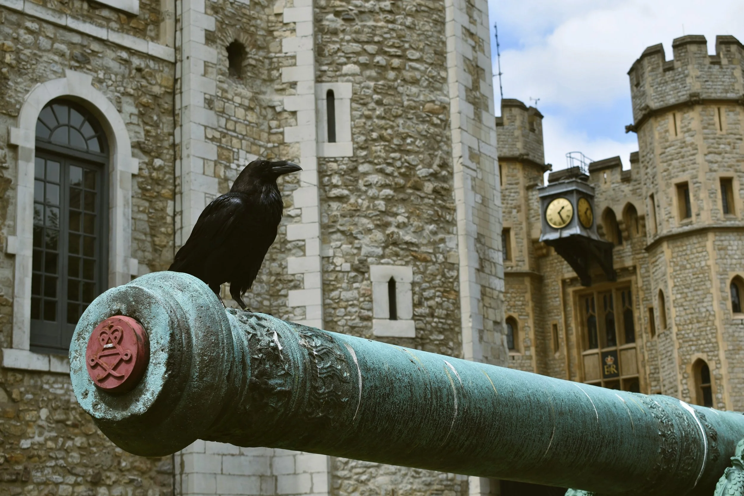 A raven perched on an old cannon in front of the White Tower, Tower of London