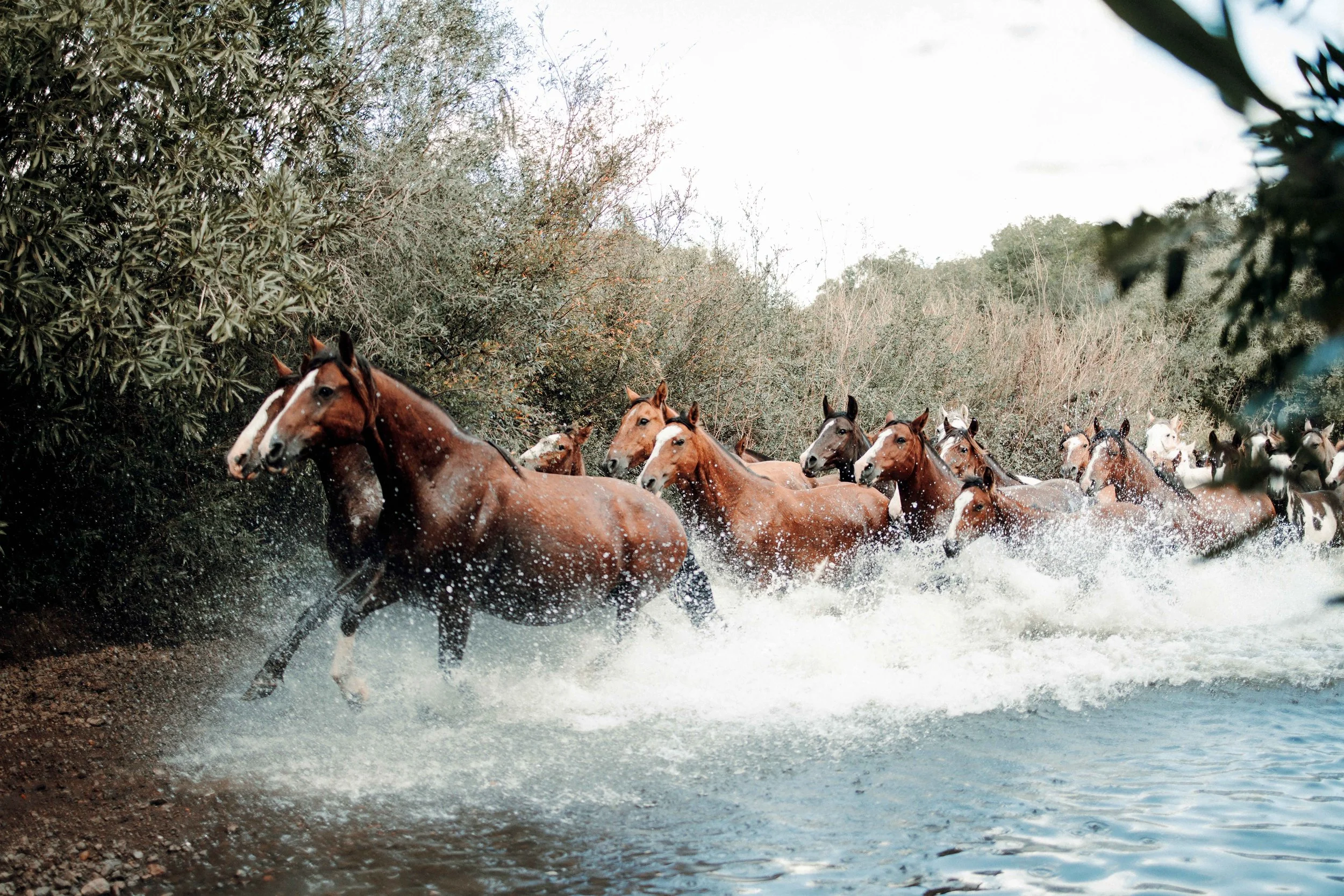 Grupo de cavalos correndo pela água em um ambiente natural com vegetação densa ao redor.
