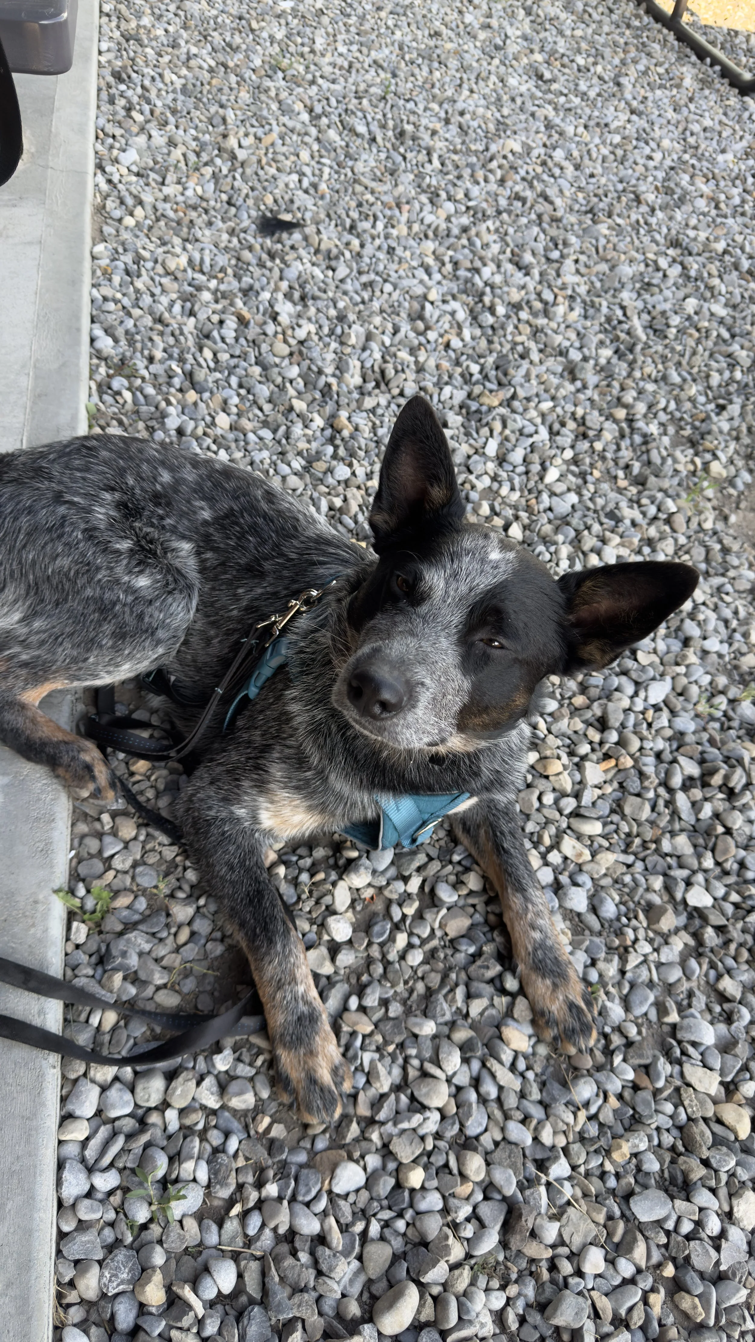 Home-Based Dog Boarding Near South Calgary: What Makes It Different?