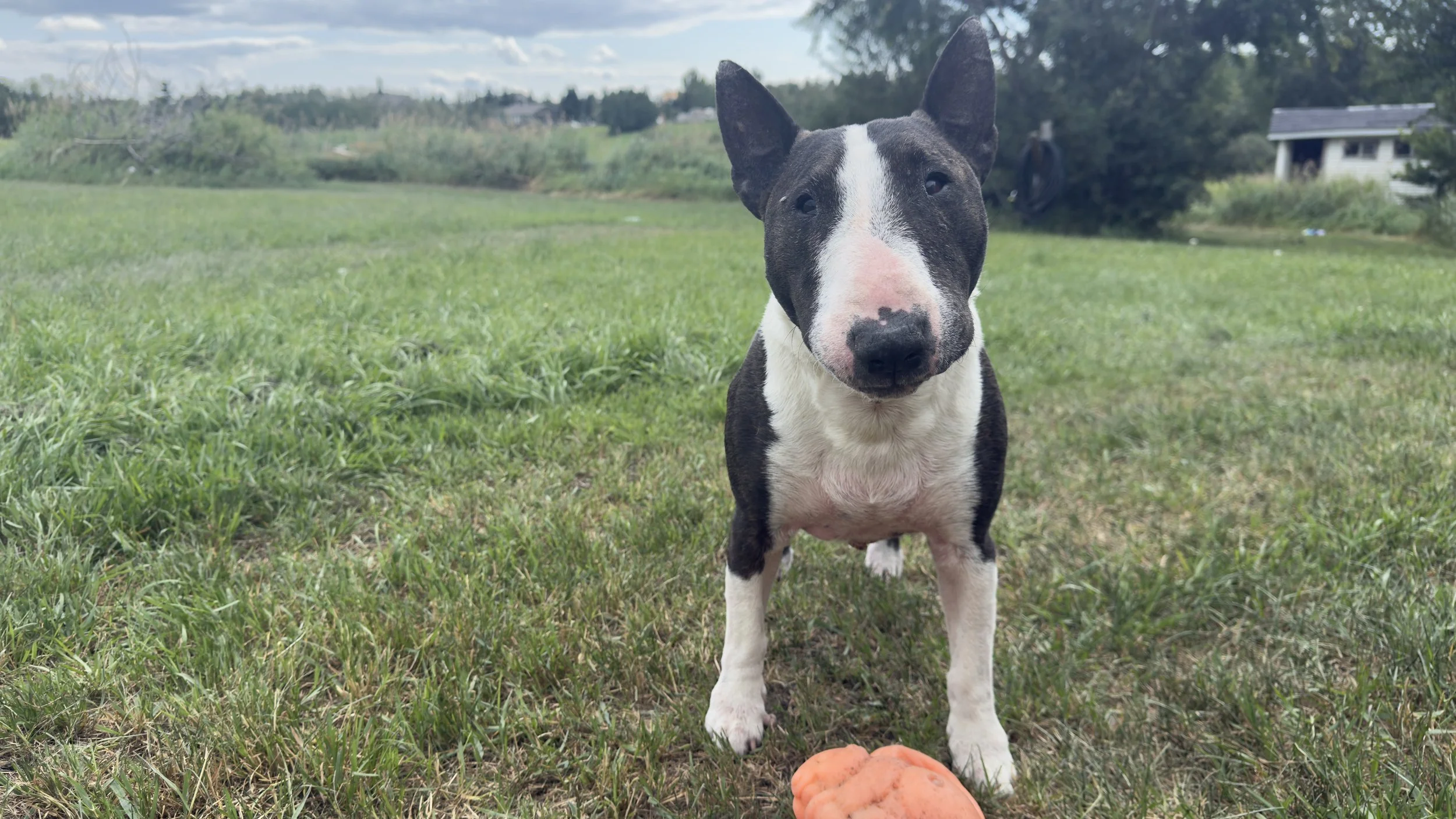 Why We Intentionally Limit the Number of Dogs We Board