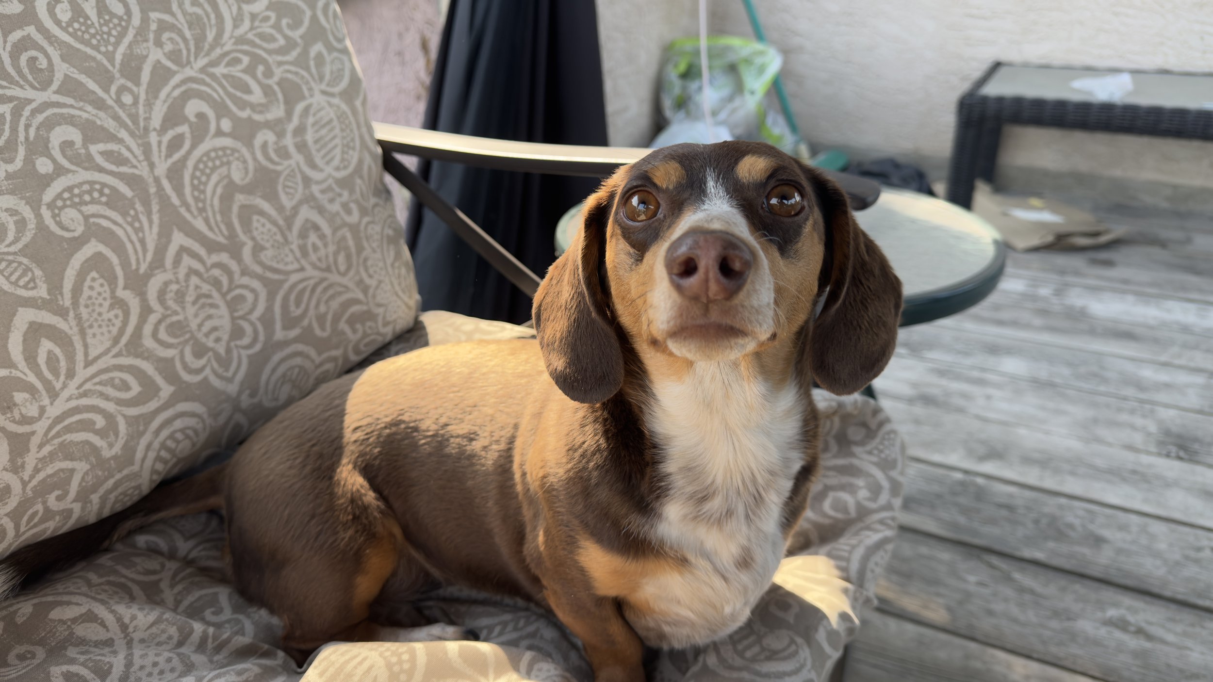 How to Choose the Right Dog Boarding Environment for Your Dog's Personality