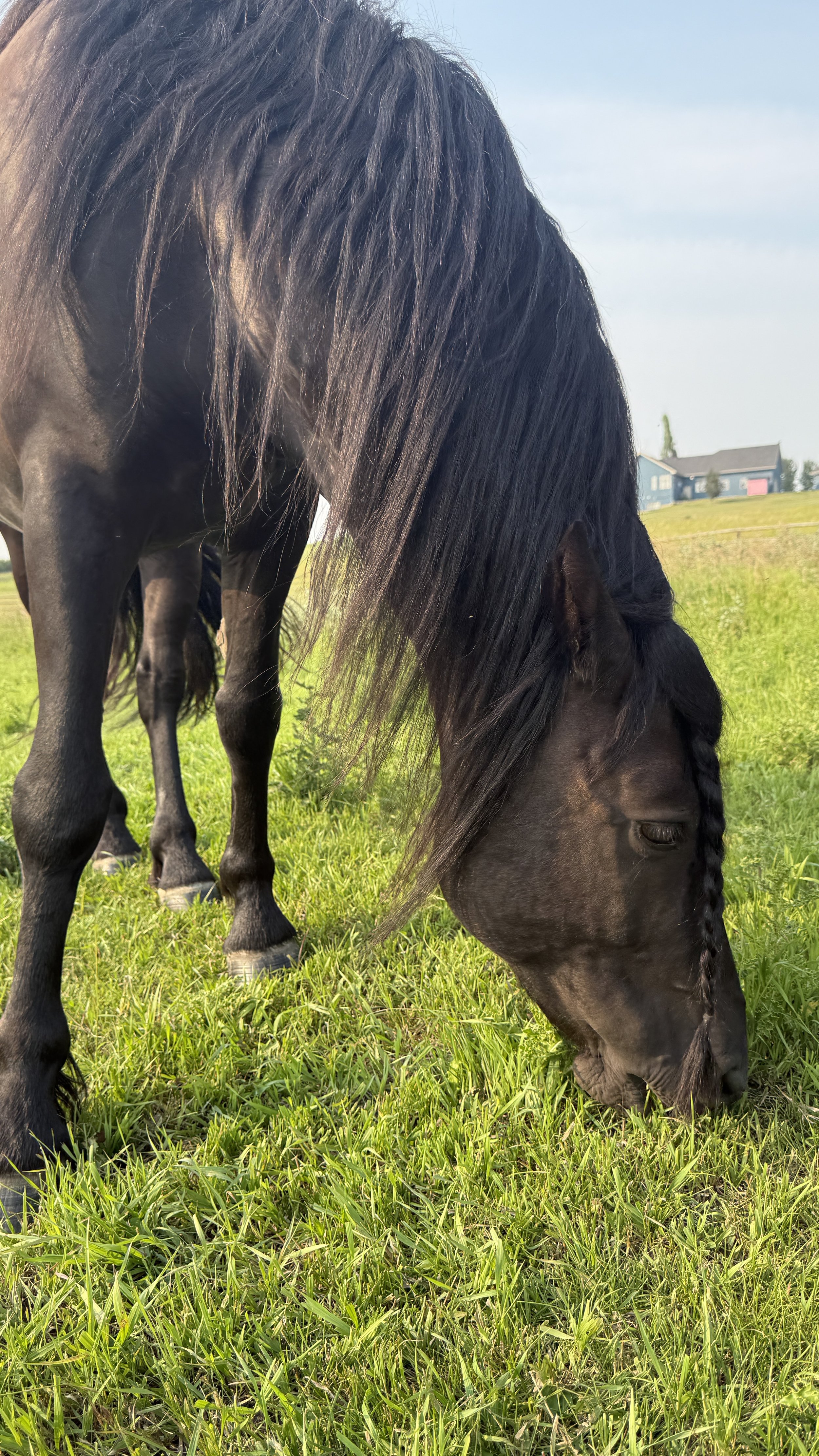 Dog Boarding Near Okotoks With Acreage Checks: One Less Thing to Worry About