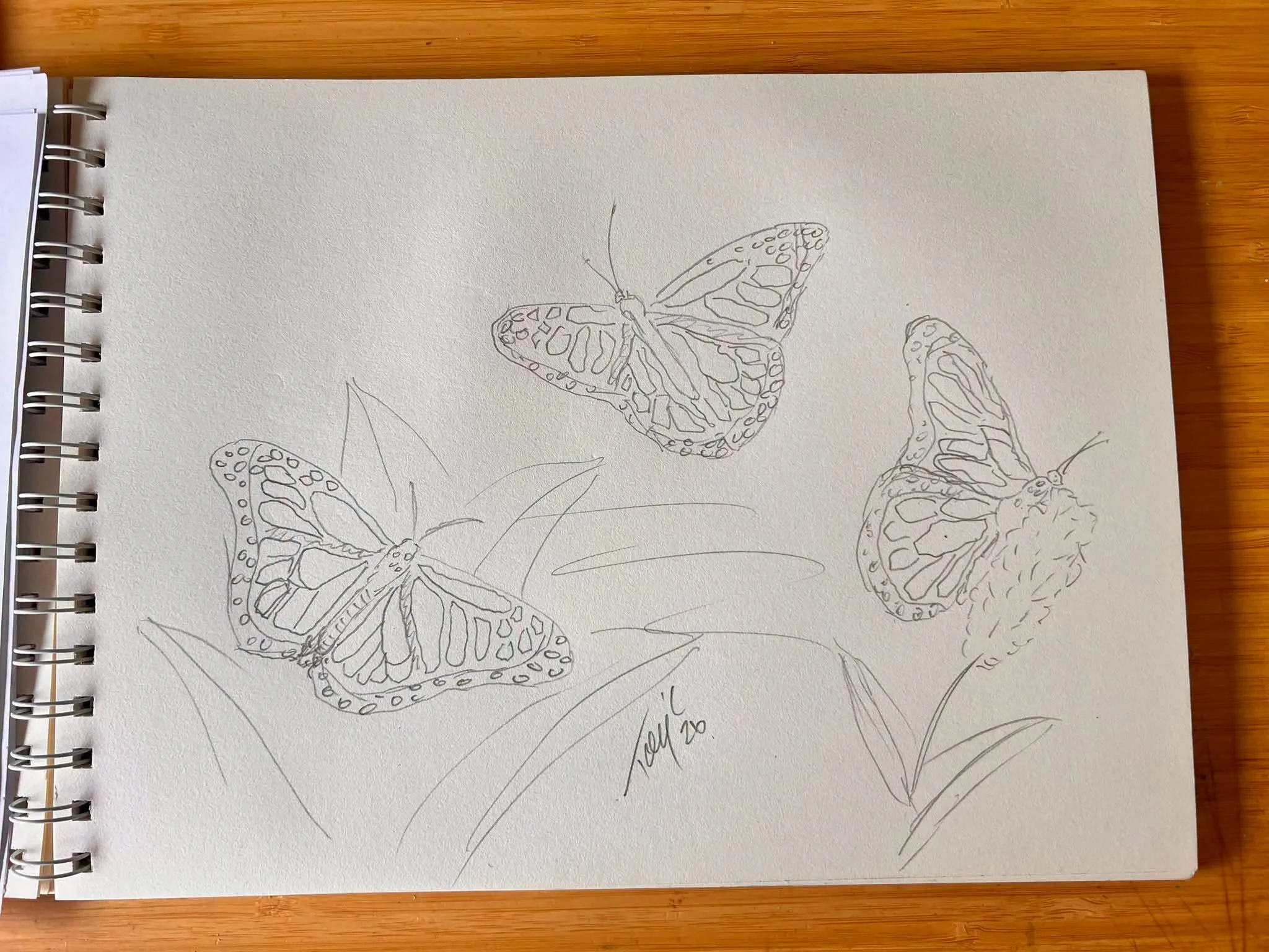 Butterflies