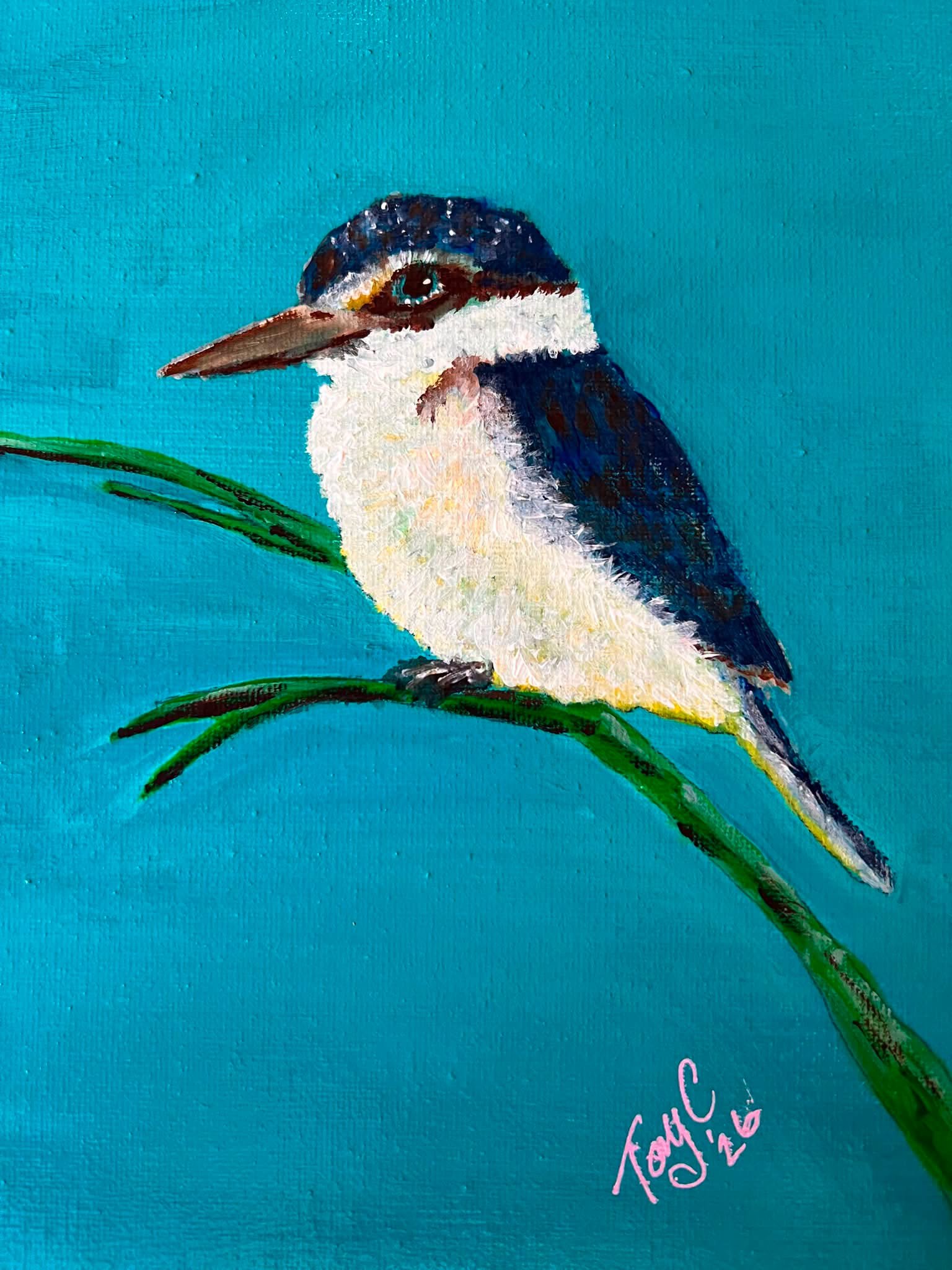 Sacred Kingfisher
