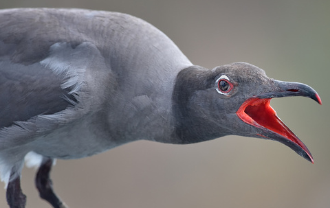 Close-up of a Galápagos lava gull calling with its beak open.