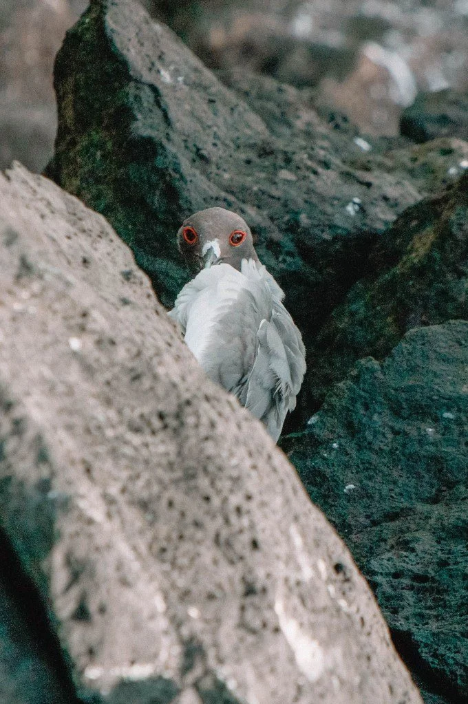 Galápagos lava gull peeking out between volcanic rocks.