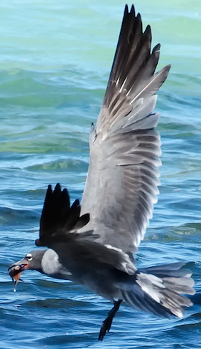 Galápagos lava gull flying low over the ocean.