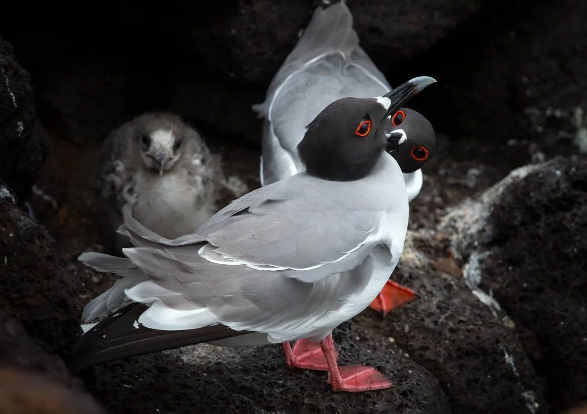 Galápagos lava gull standing beside a young chick on rocky nesting ground.
