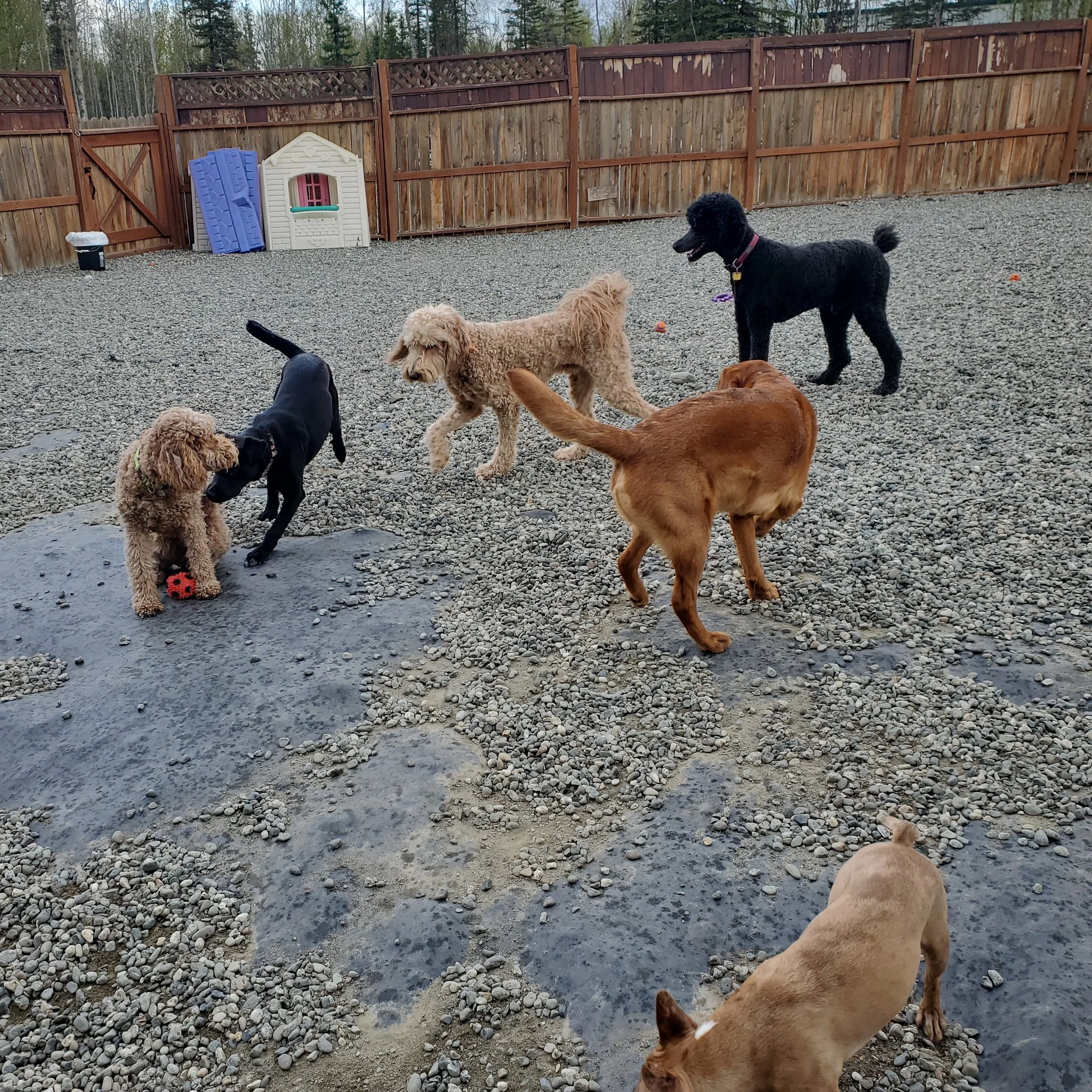All Dogs love play!

#alldogshaven #doggieplaytime #wasillaak