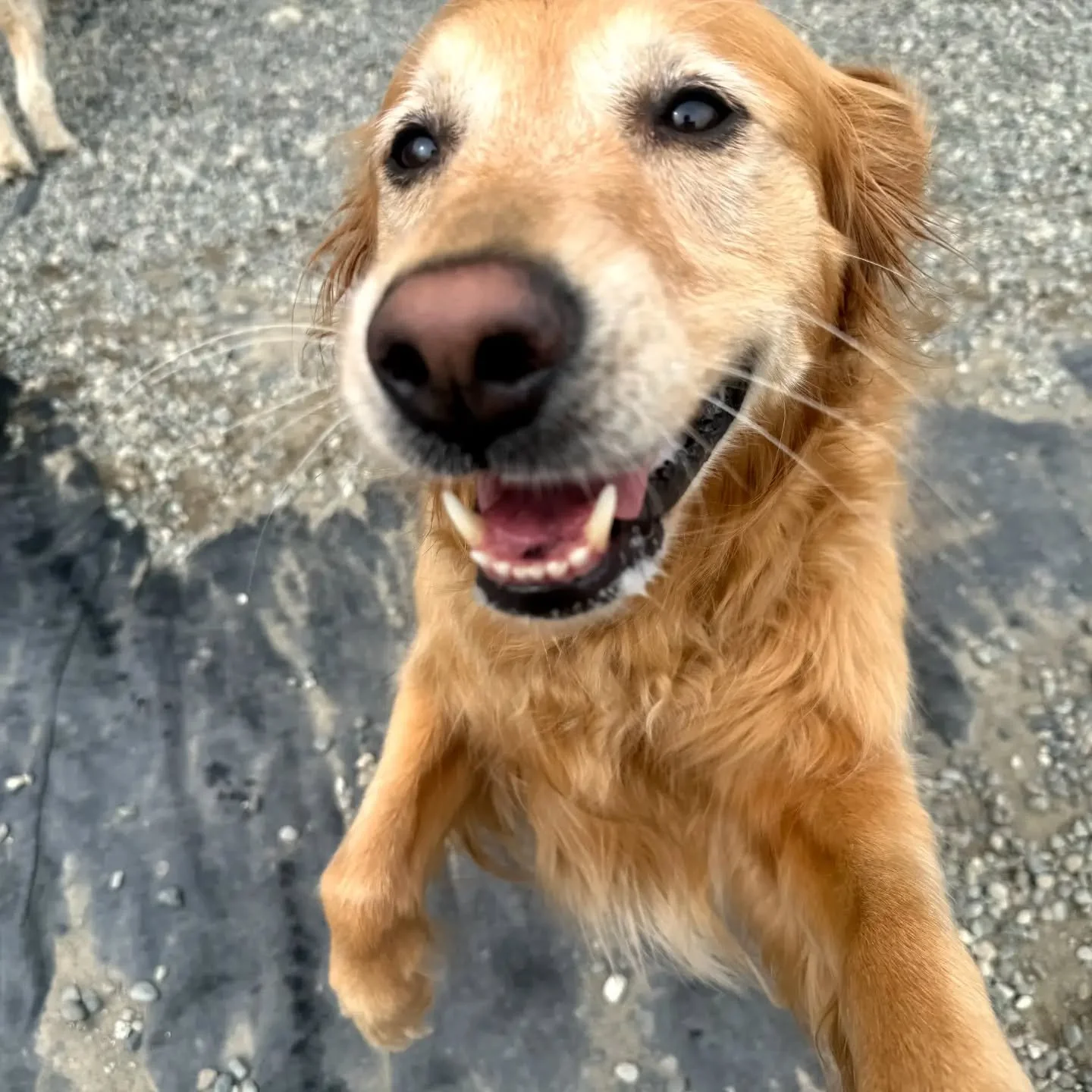 Happy dogs equals happy days

#alldogshaven #happydogs