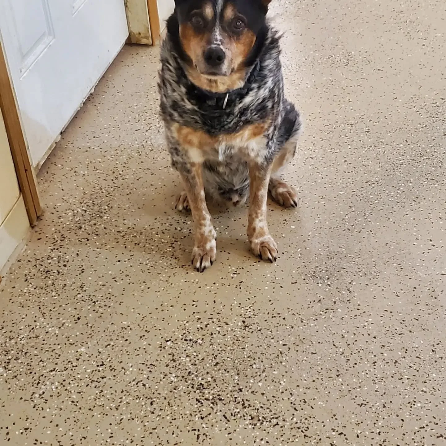 Sweet boy waiting for his frisbee.

#alldogshaven#goodboy