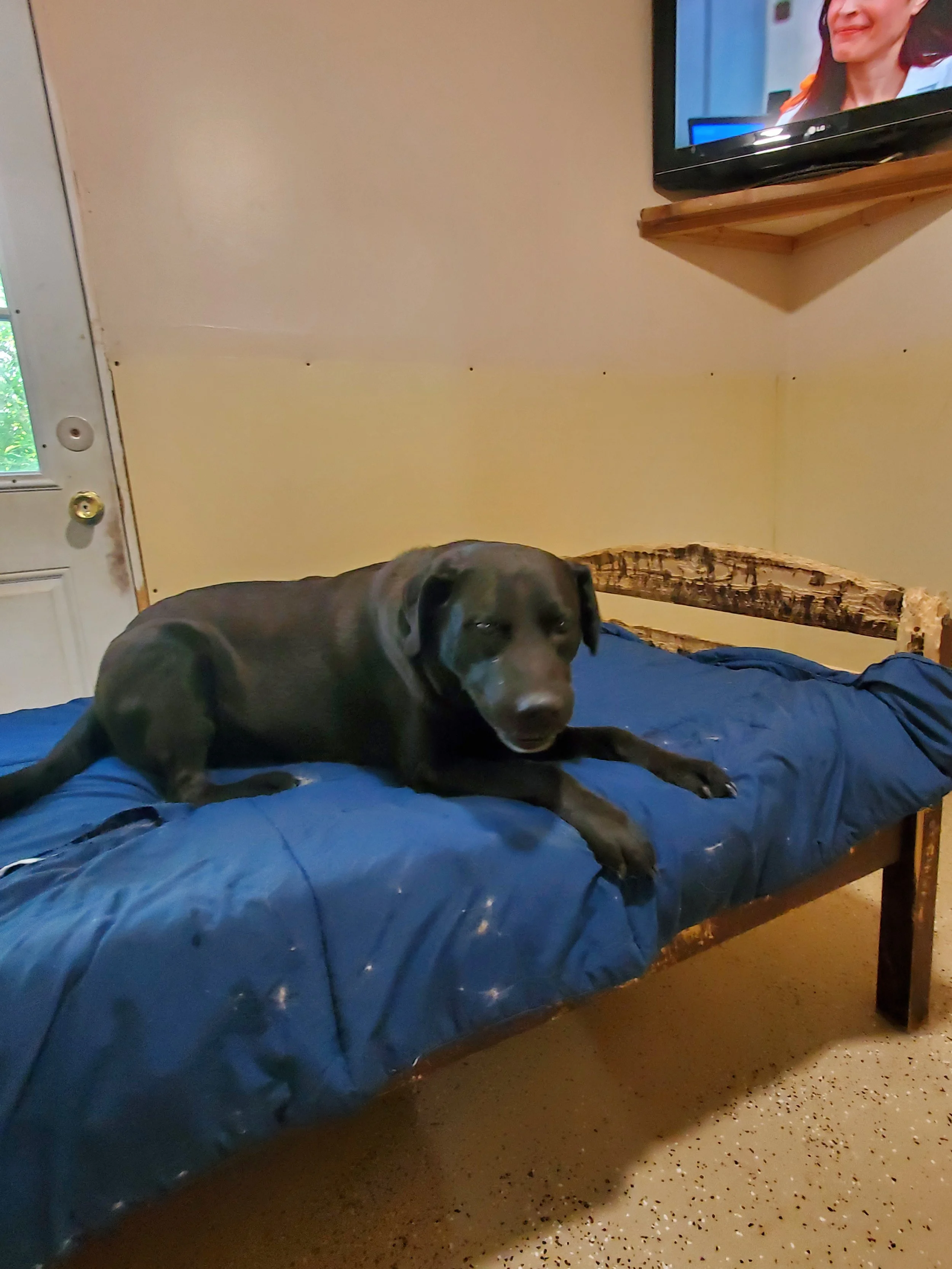 A black dog lying on a blue sleeping bag on a bed with a wooden headboard. The background shows a yellow wall, a television mounted on the wall, and a woman smiling.