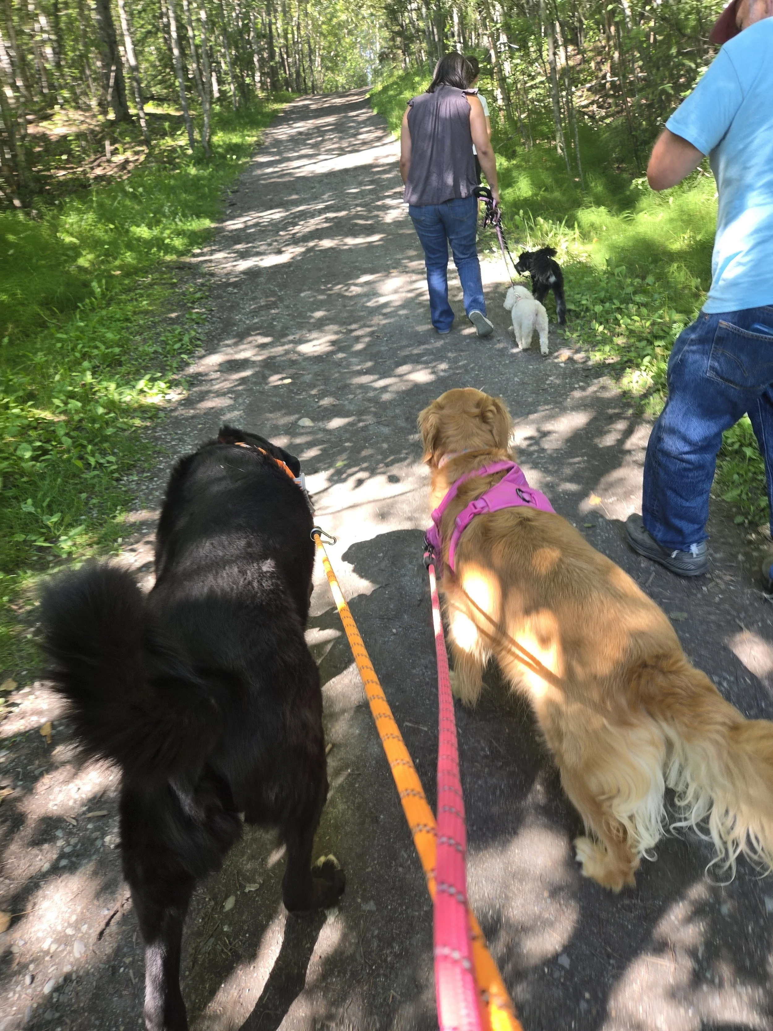 People walking on a forest trail with multiple dogs on leashes, surrounded by trees and greenery, shaded by leaves.