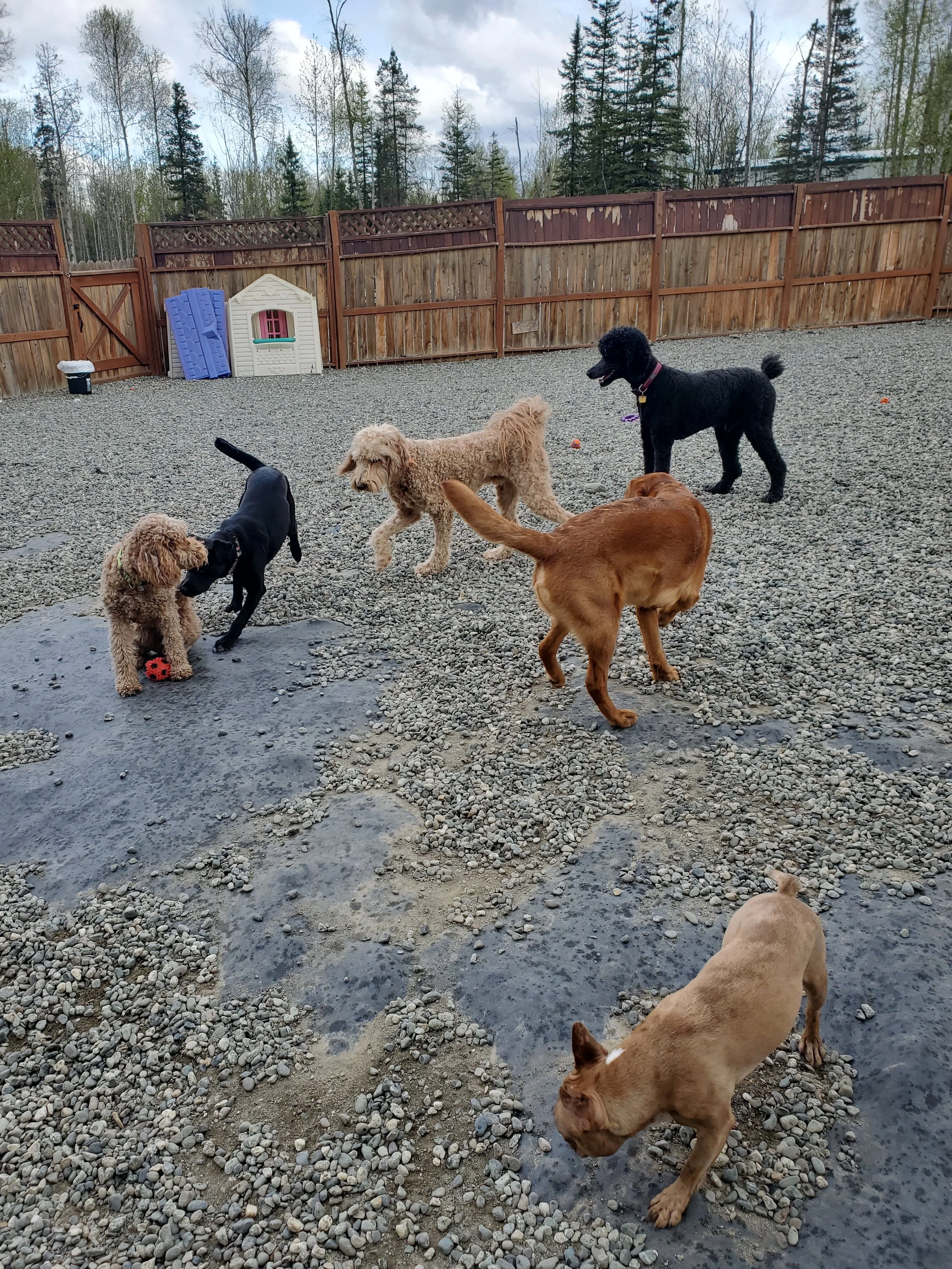 A fenced backyard with six dogs playing on gravel and dirt ground, with trees visible in the background.