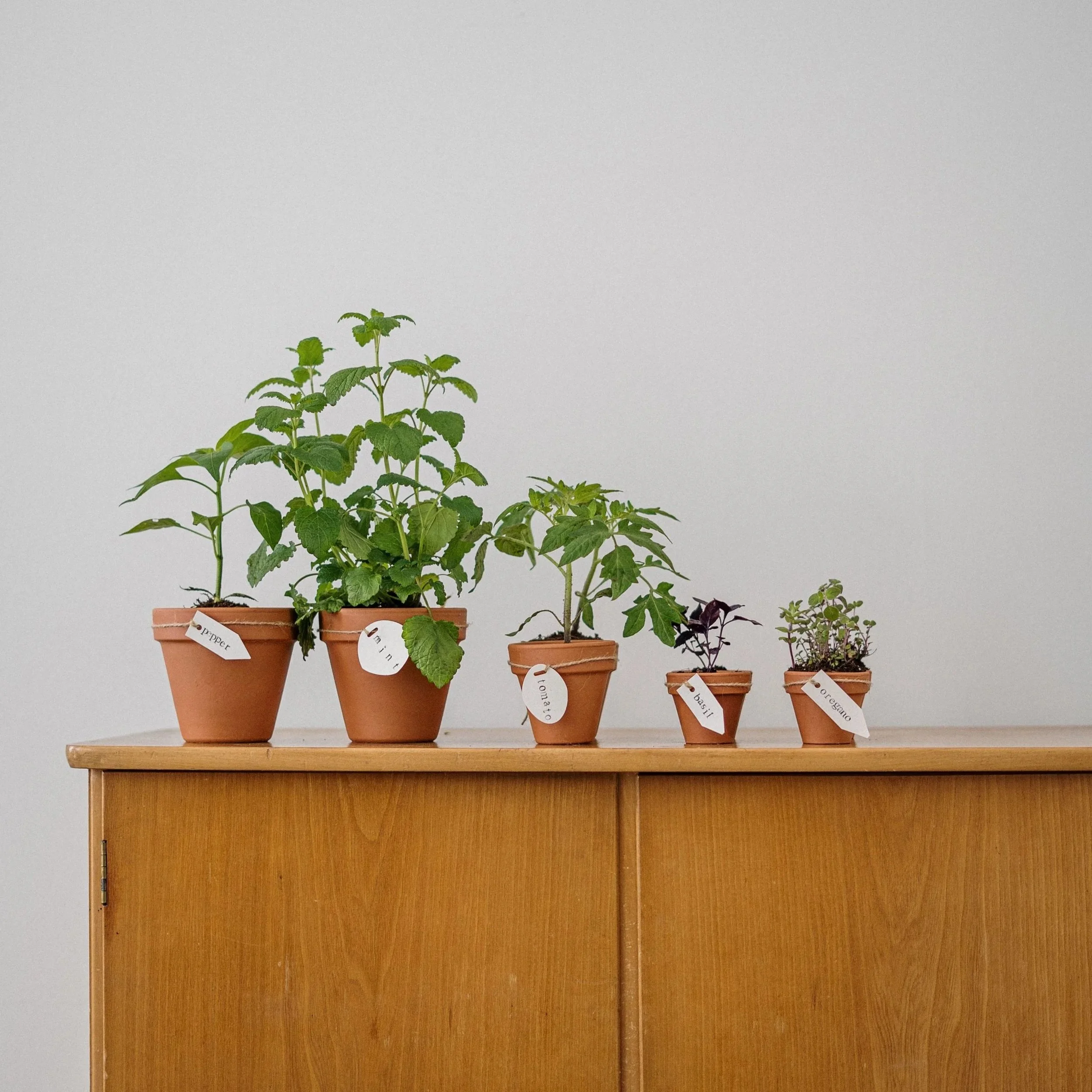 Planted Plarent