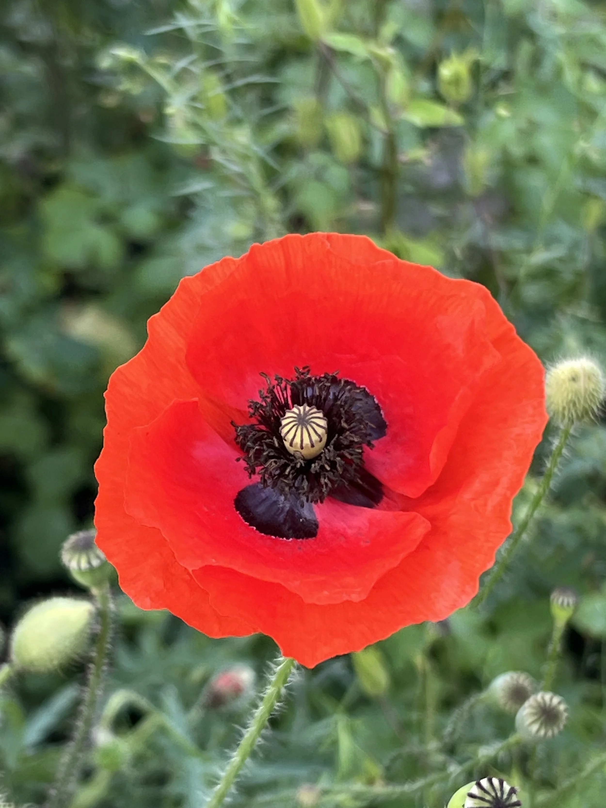 Close-up of a red poppy flower with black and white center, surrounded by green leaves and unopened buds.