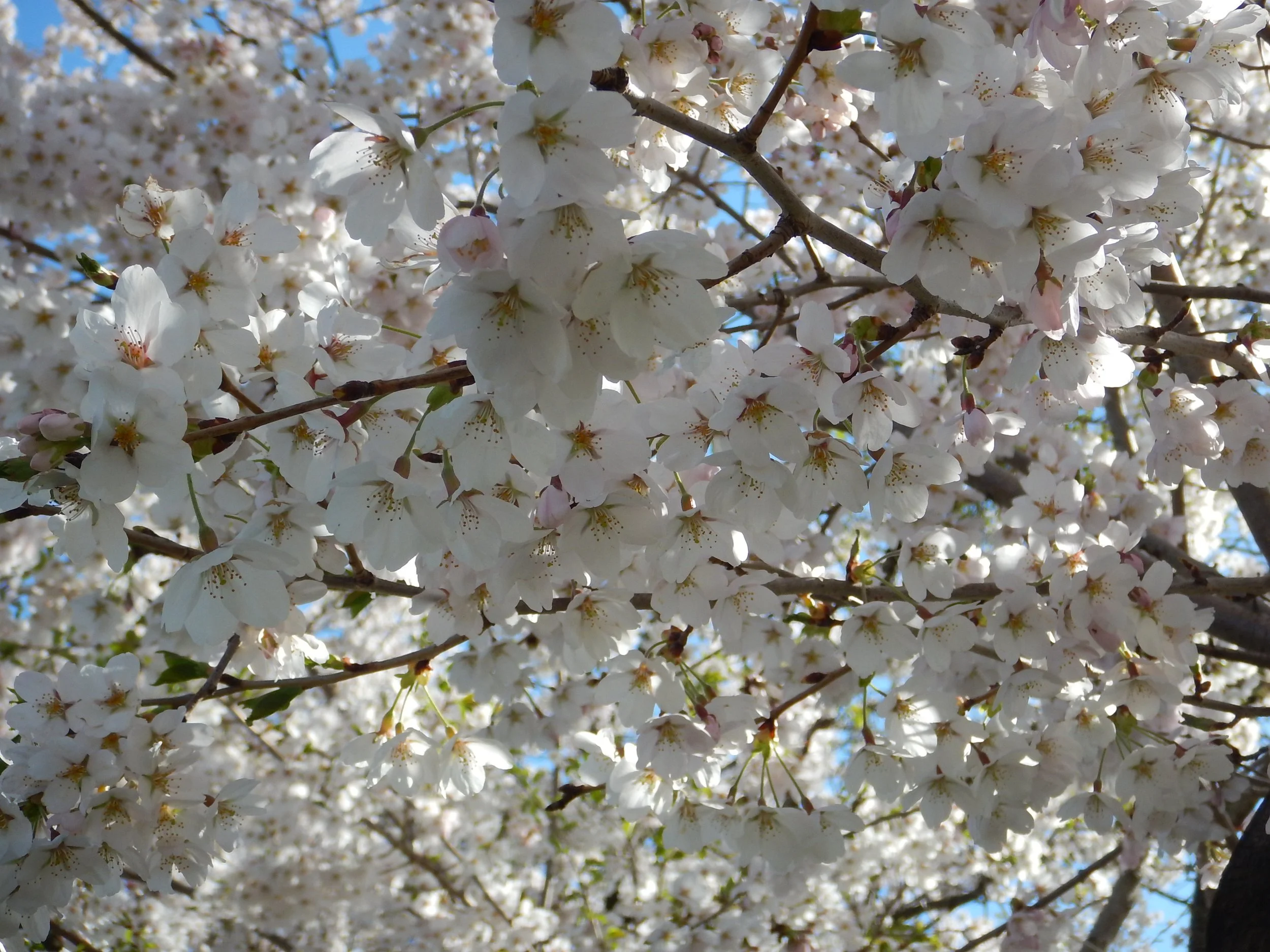 dscn5299.jpg