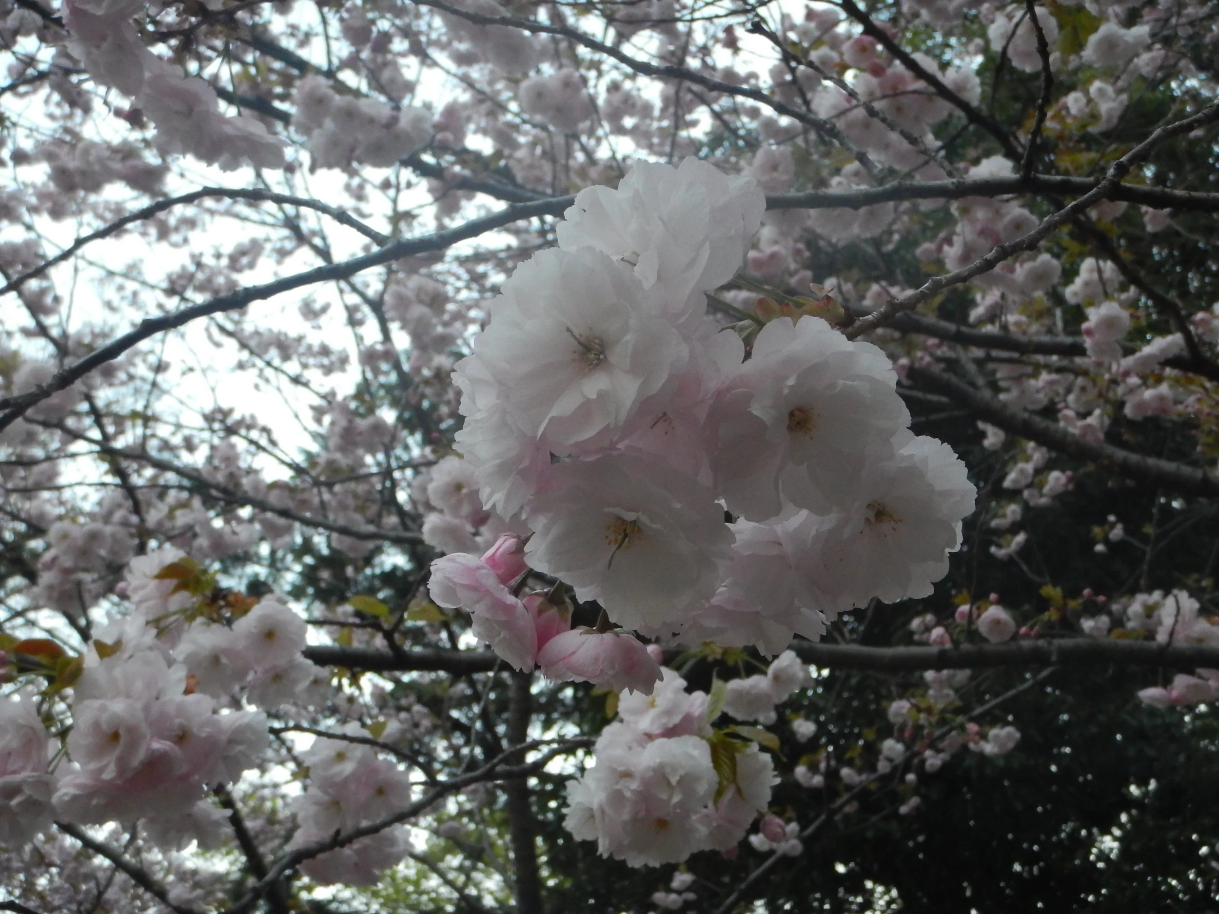 dscn5278.jpg