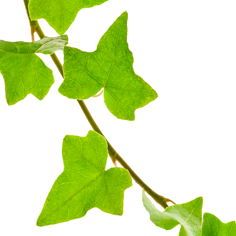 Ivy Leaf.png