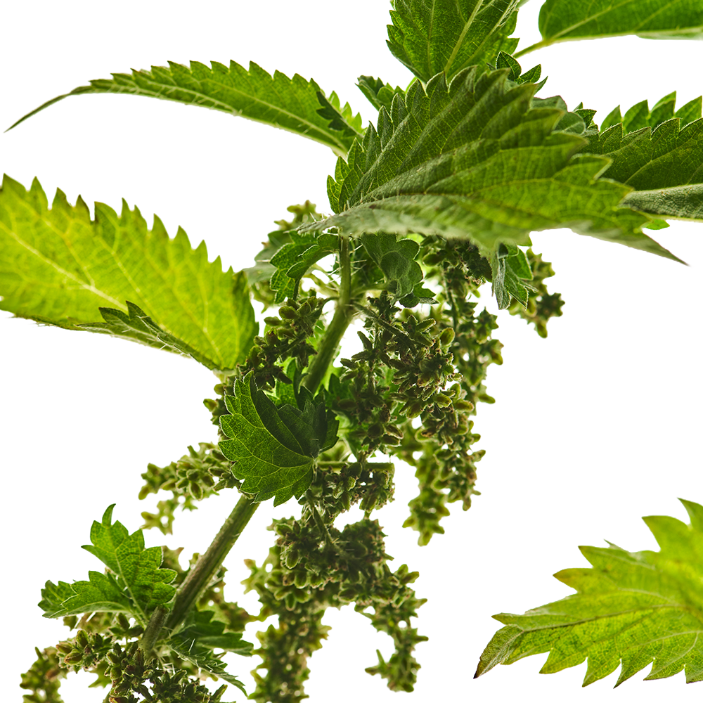 Nettle Leaf.png