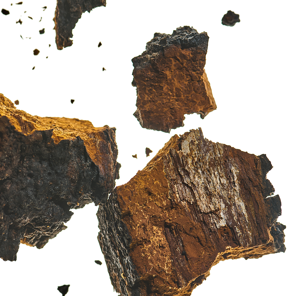 Chaga Mushroom.png