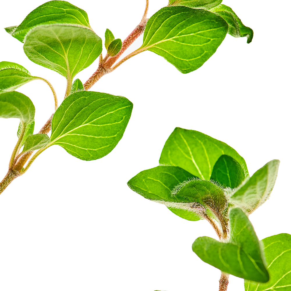 Oregano.png