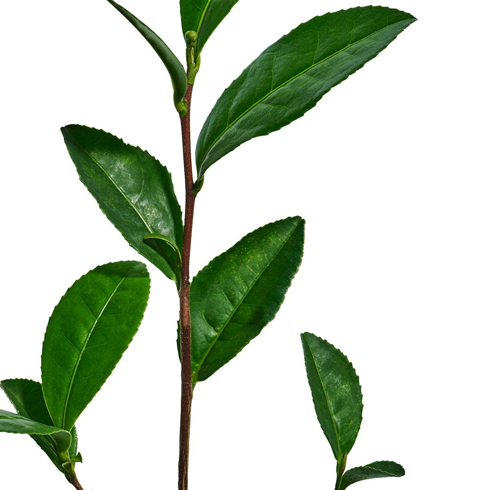 L-theanine.png