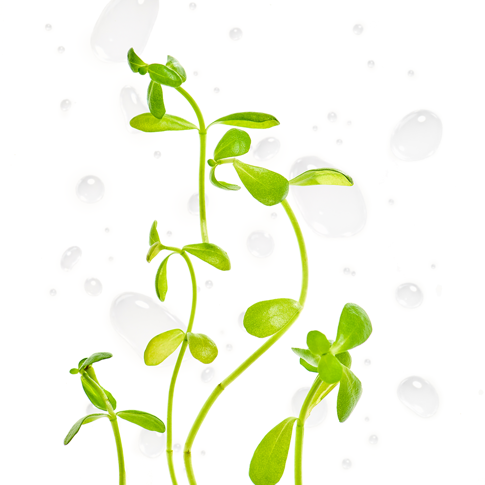 Bacopa Monnieri.png