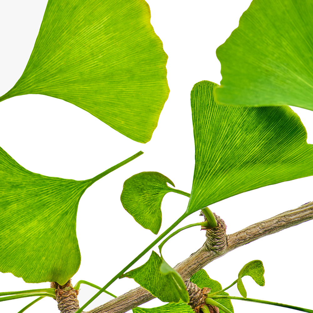 Ginkgo Biloba.png