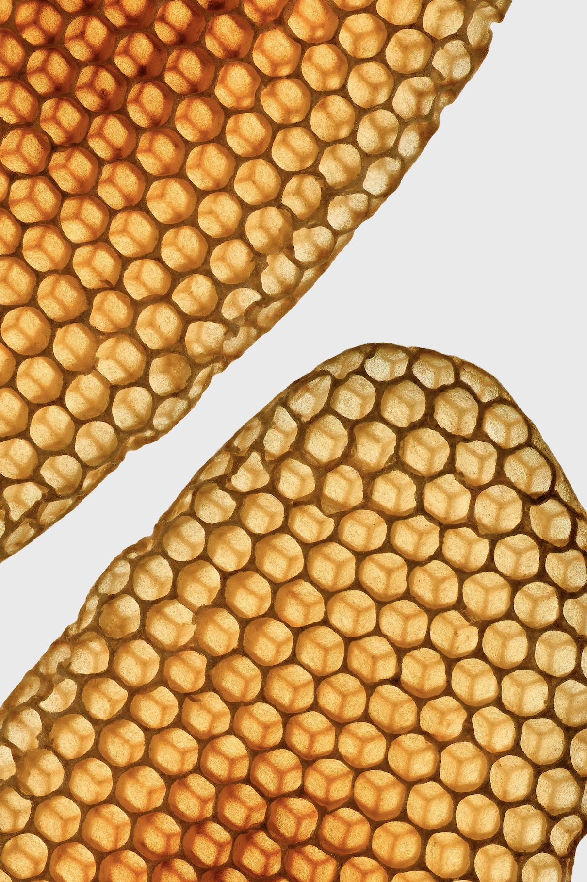 The Hive Archive