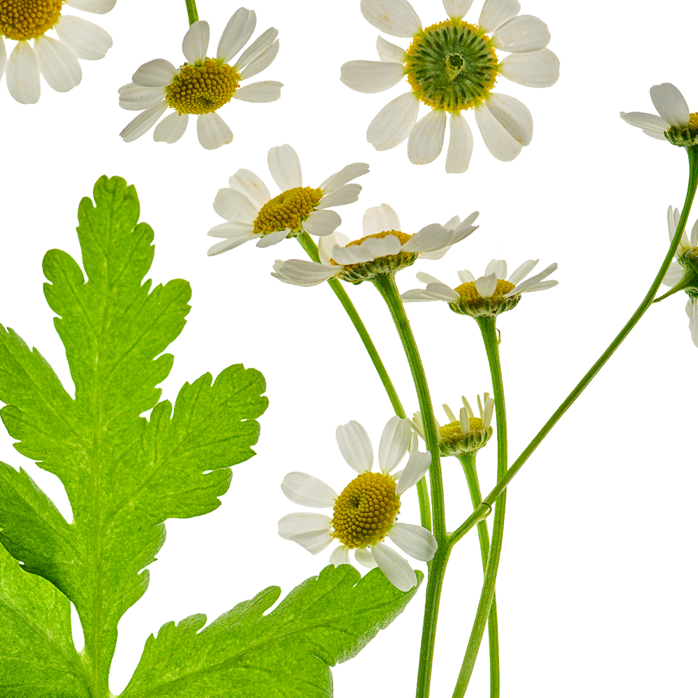 Chamomile.png