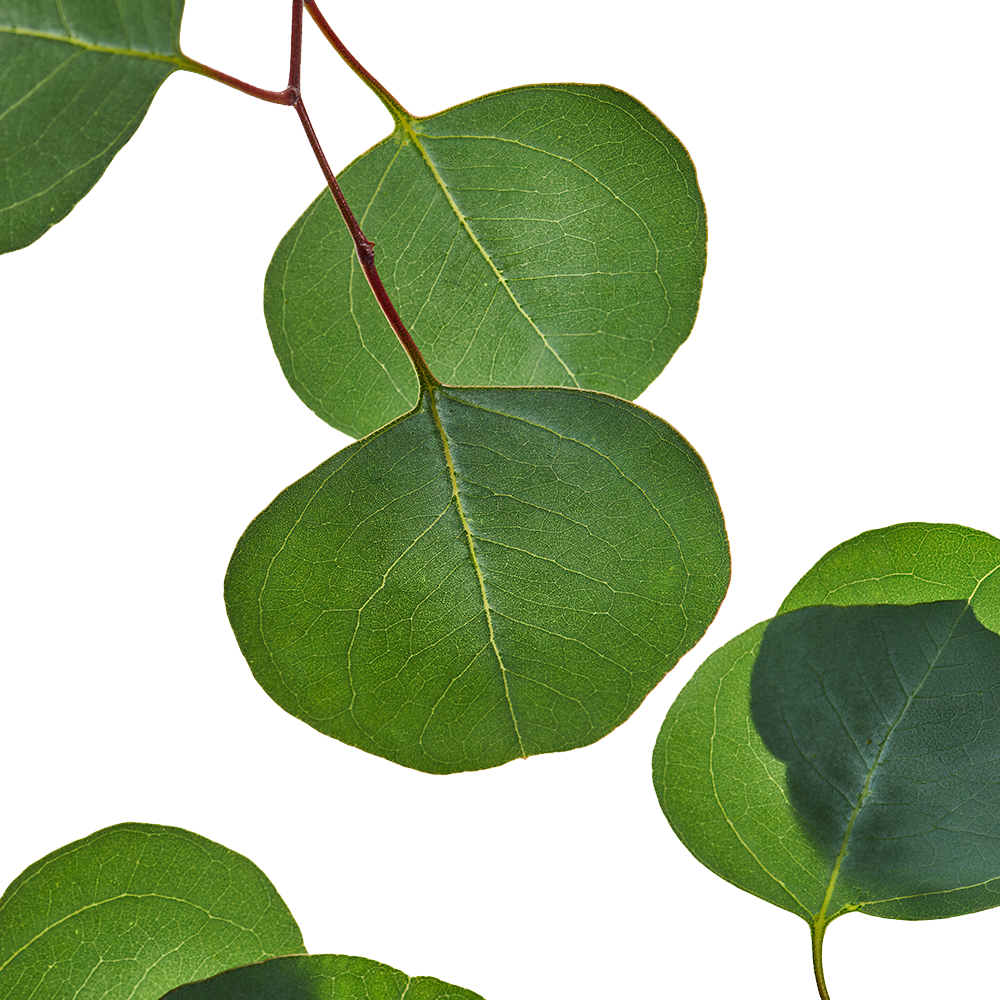 Eucalyptus.png