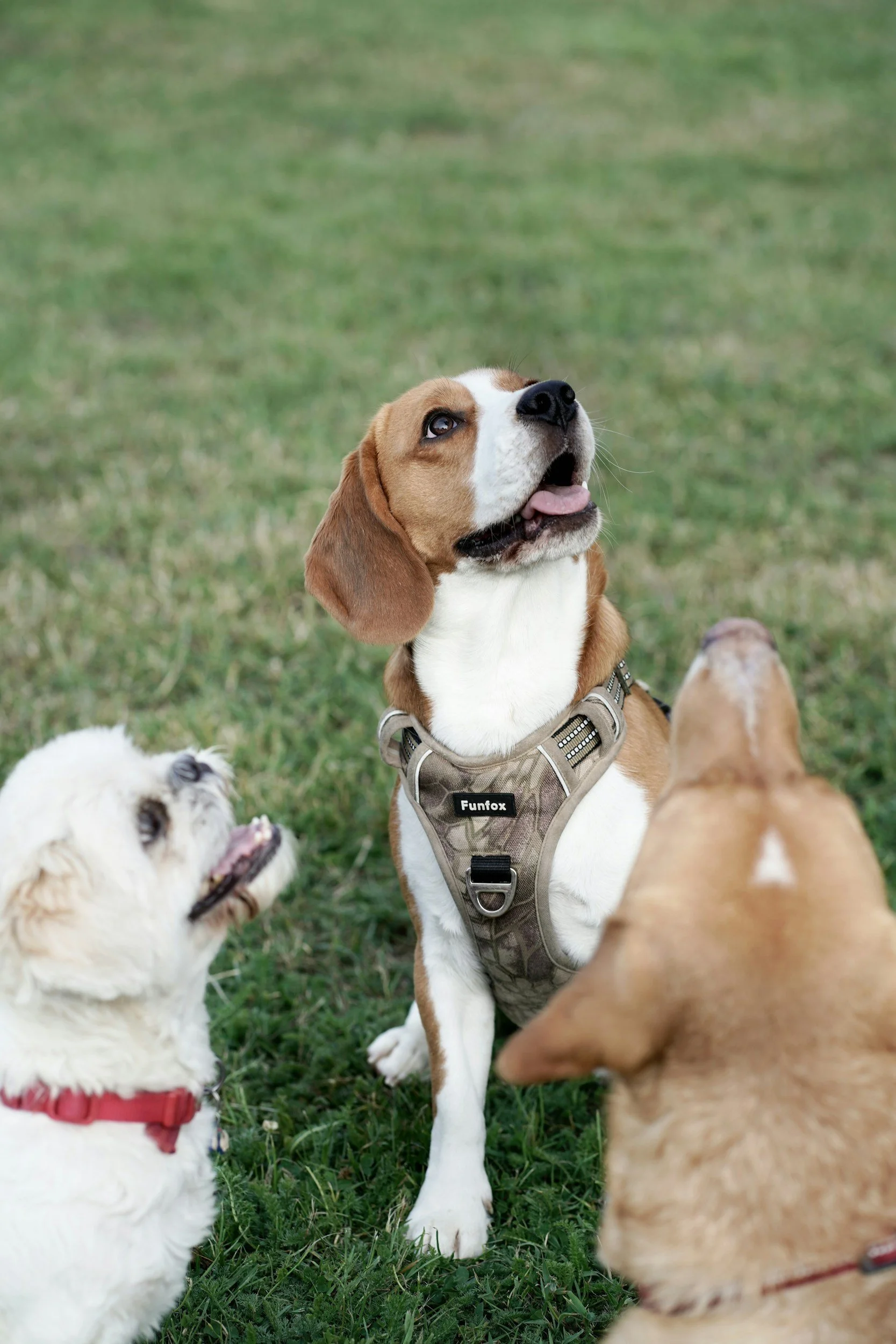 Several dogs, including a beagle wearing a harness, are in a grassy park. The beagle is looking up with an open mouth and tongue out, while other dogs, including a fluffy white dog in a red harness, are nearby.
