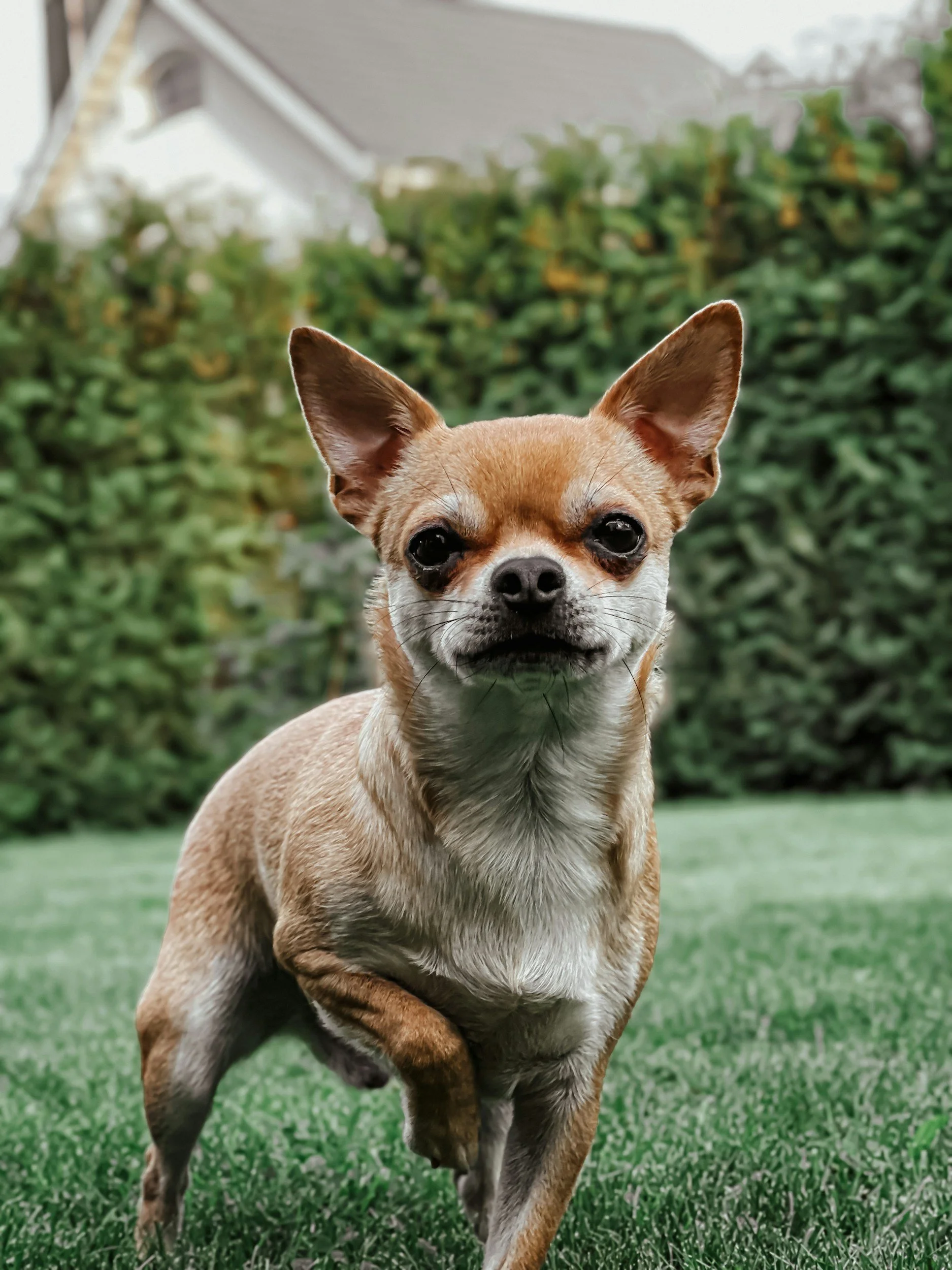 A small tan Chihuahua dog running on a grassy lawn with a background of bushes and a house.