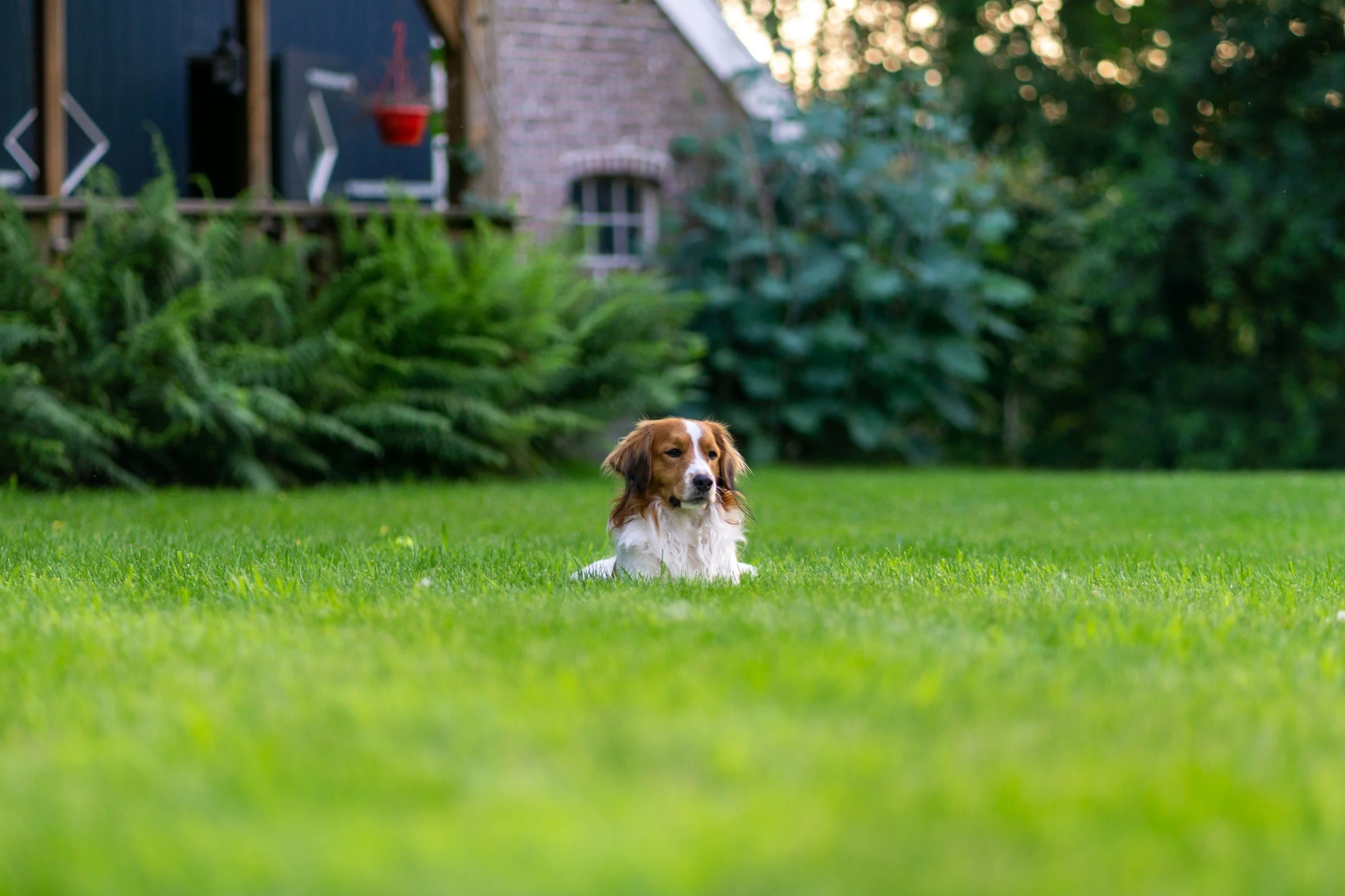 A dog lying on green grass in a garden with plants, a brick house, and trees in the background.