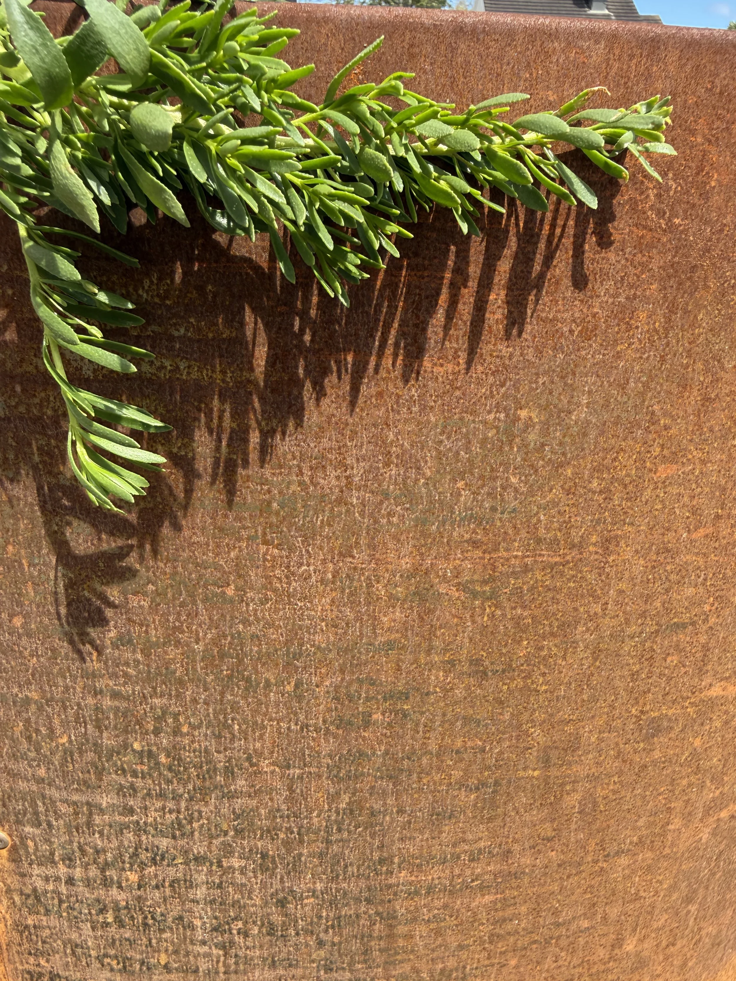 Close-up of a green succulent plant with elongated leaves, cast shadows on a rusty metal surface outdoors, with bright sunlight and a blue sky in the background.