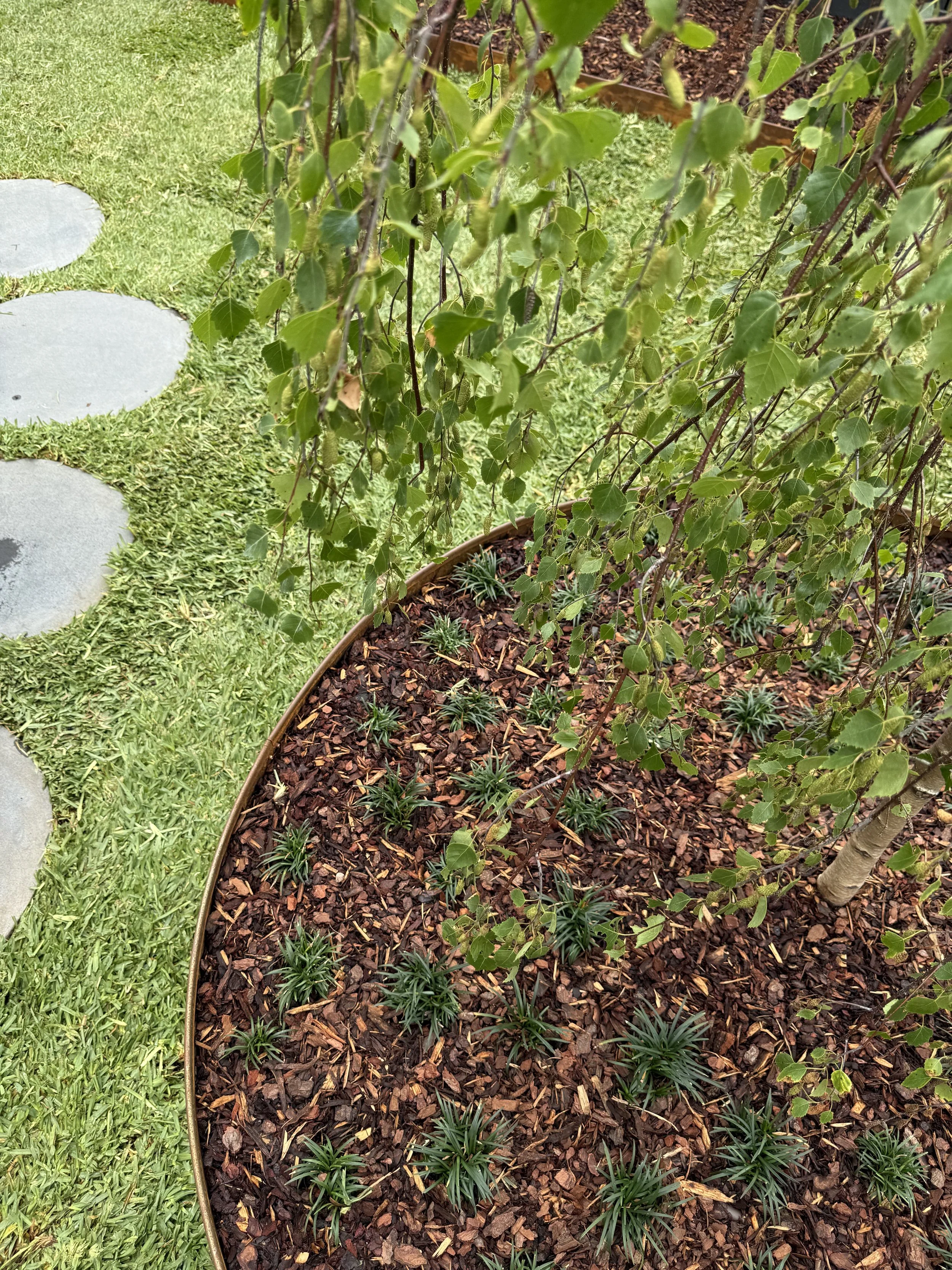 A garden bed with a small plant, surrounded by brown mulch, inside a curved metal border. Nearby is a grassy area with stepping stones.