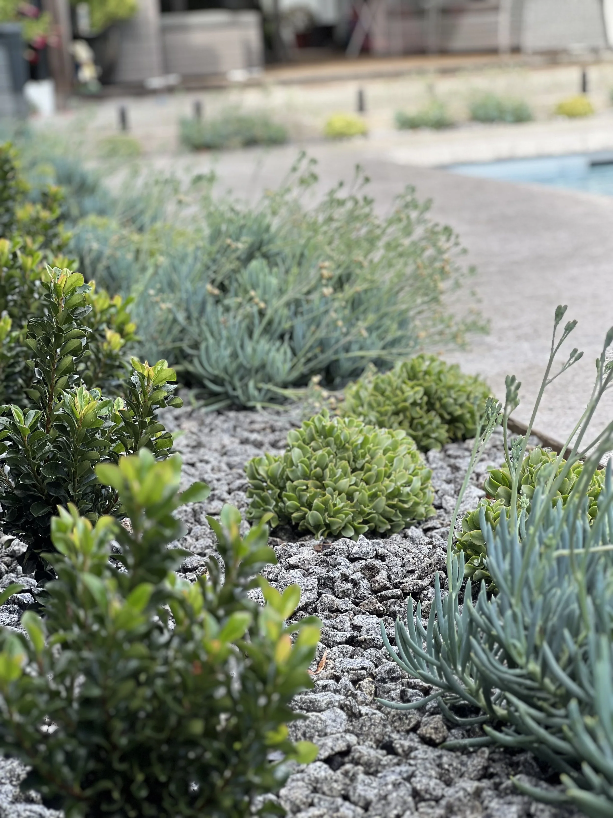 Close-up of desert plants and succulents in a landscaped yard with gravel ground cover and a concrete patio in the background.