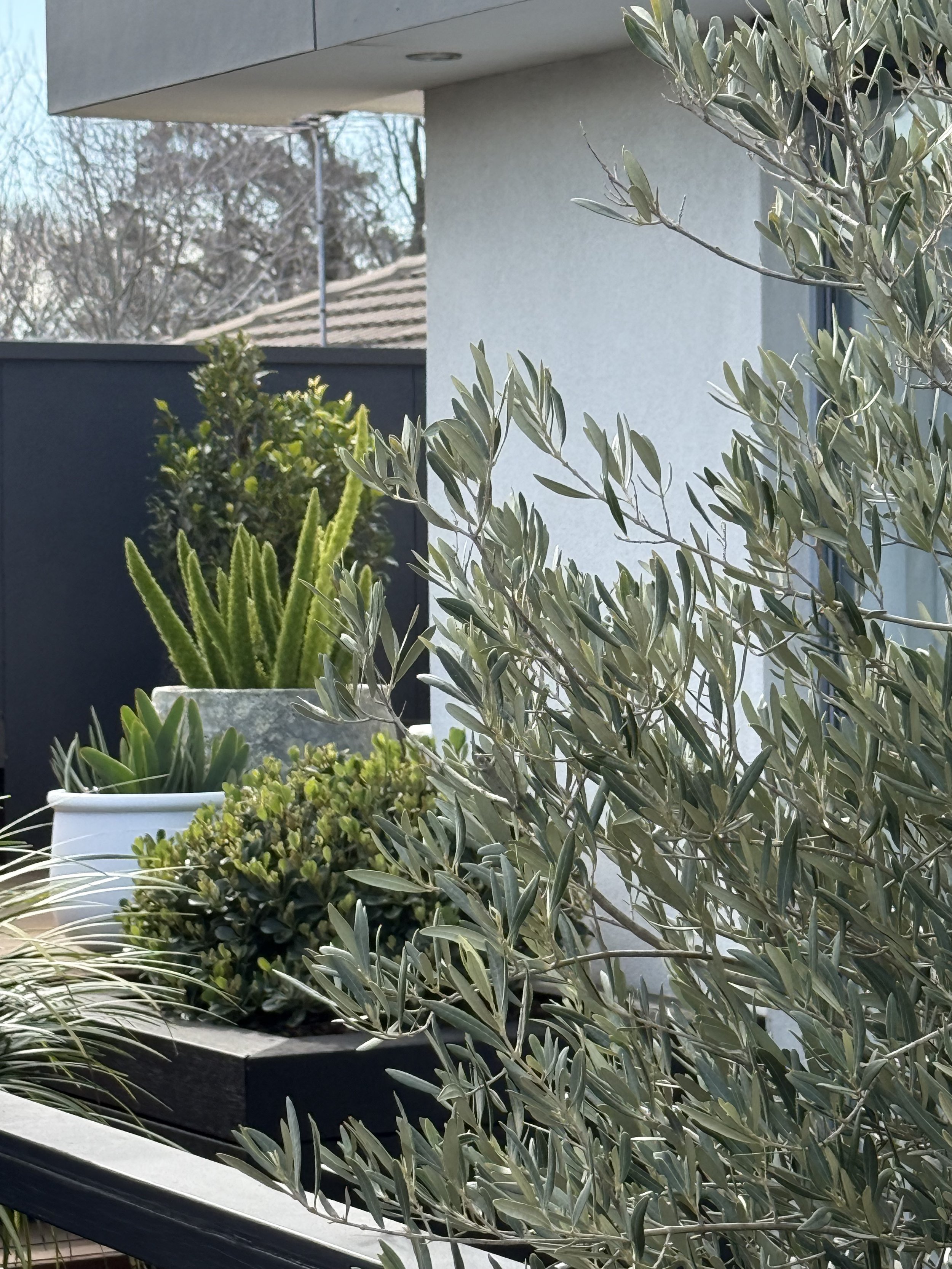 Various green plants in pots on a balcony or patio with a light-colored wall and a building roof in the background.