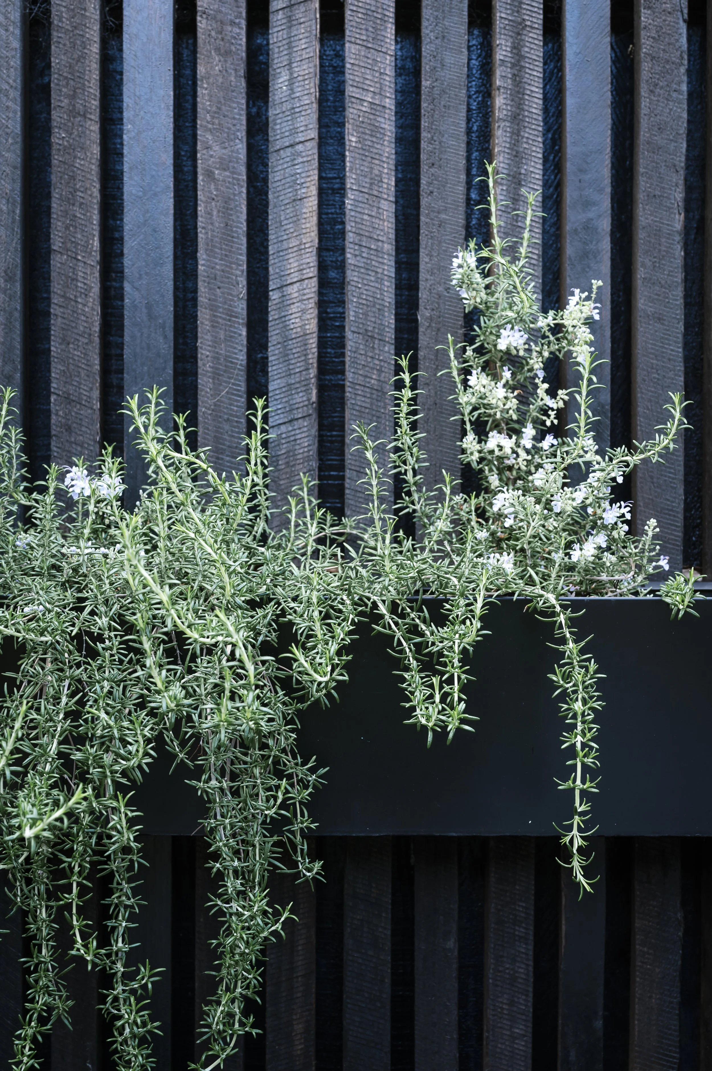 Green herb in black pot with black wooden fence in the background.