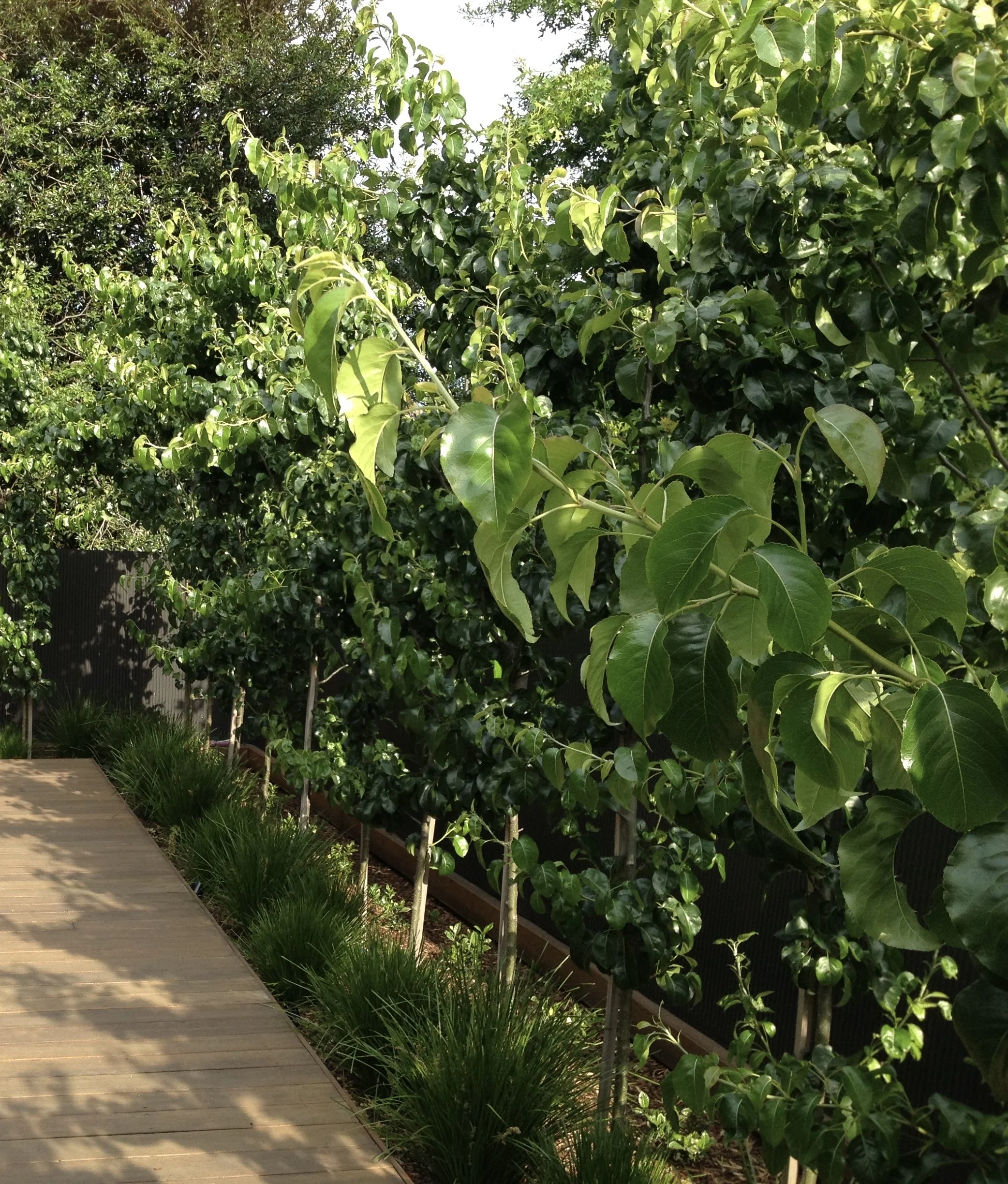 Garden with green trees, shrubs, and grass along a wooden pathway with a black fence in the background.