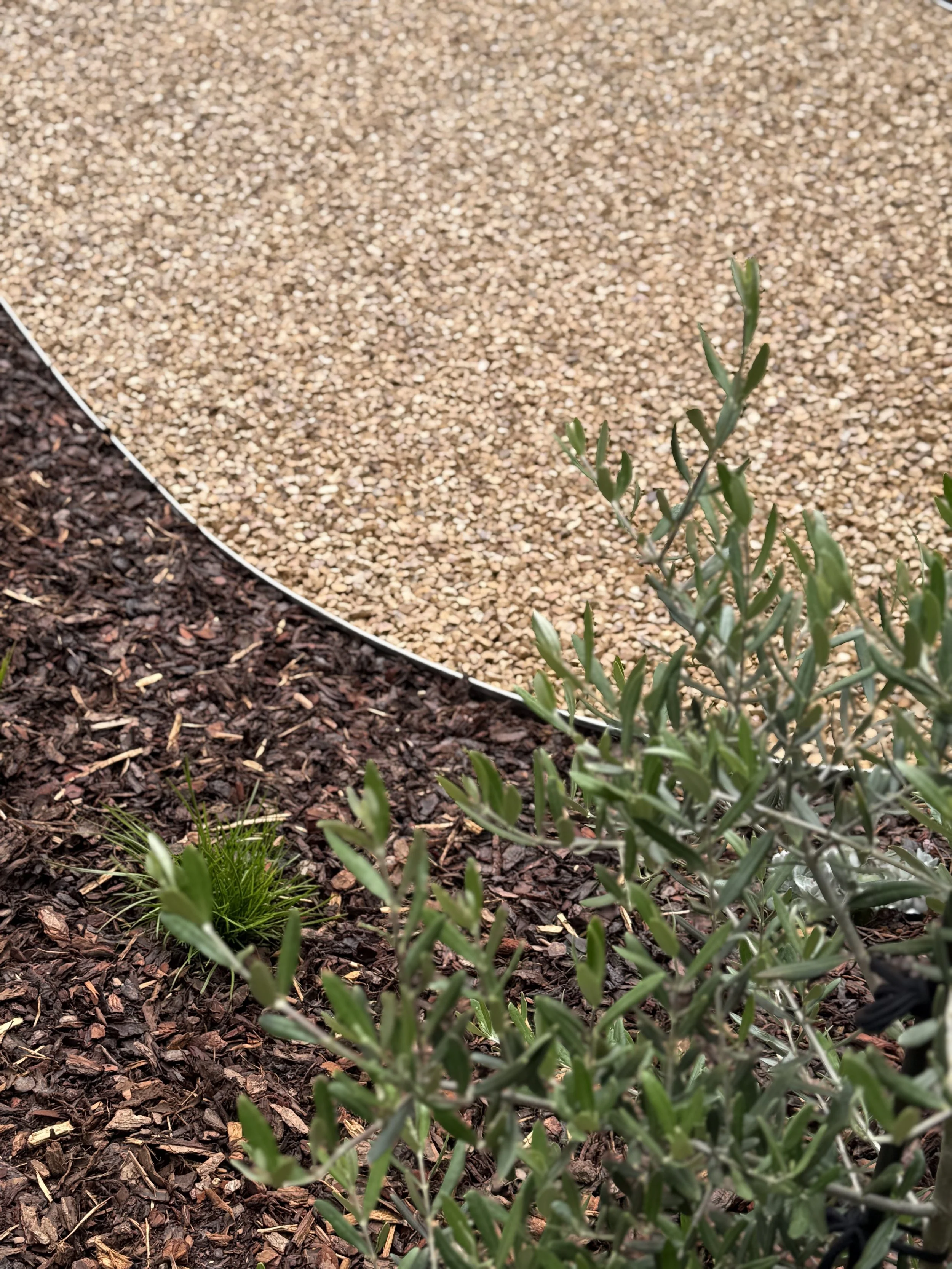 Close-up view of a small green plant growing in soil with a mulch ground covering and a curved border in the background.