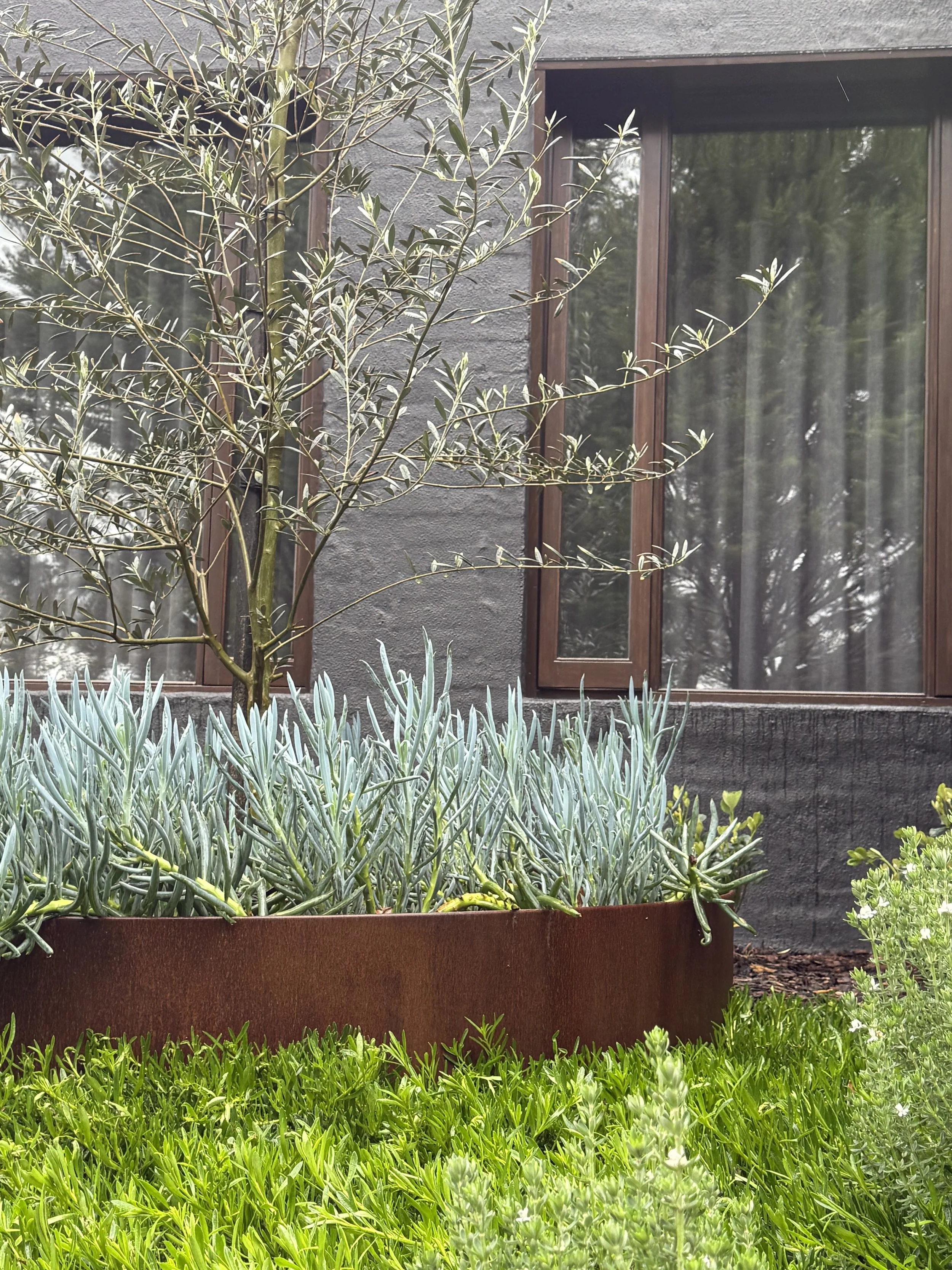A garden scene featuring various plants in front of a house window. There is green grass at the bottom, a flower bed with lavender-colored plants, and a small tree with thin branches and narrow leaves. The window has dark brown wooden framing and gla