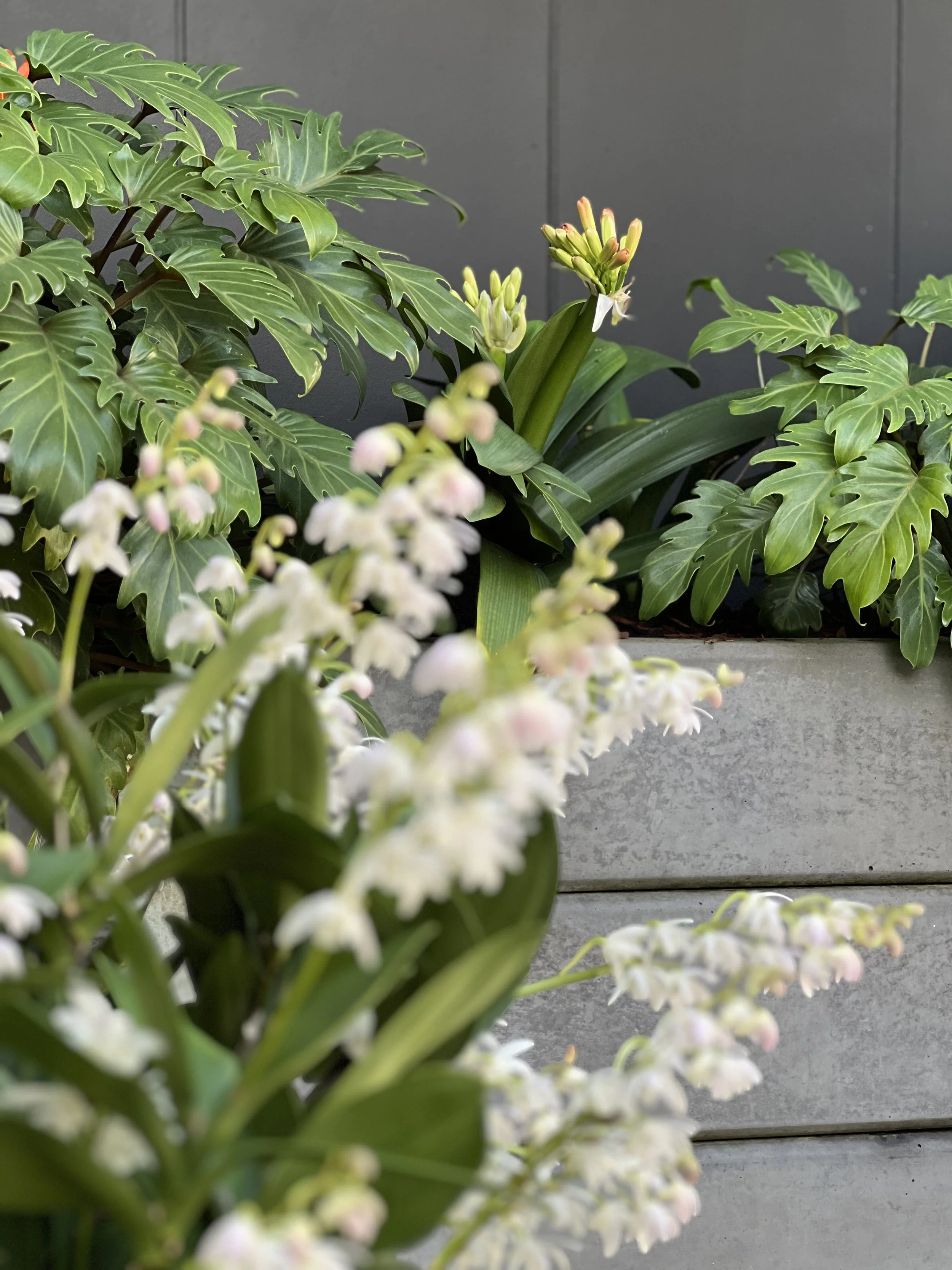 Green leafy plants with one flower spike against a dark background and wooden surface.