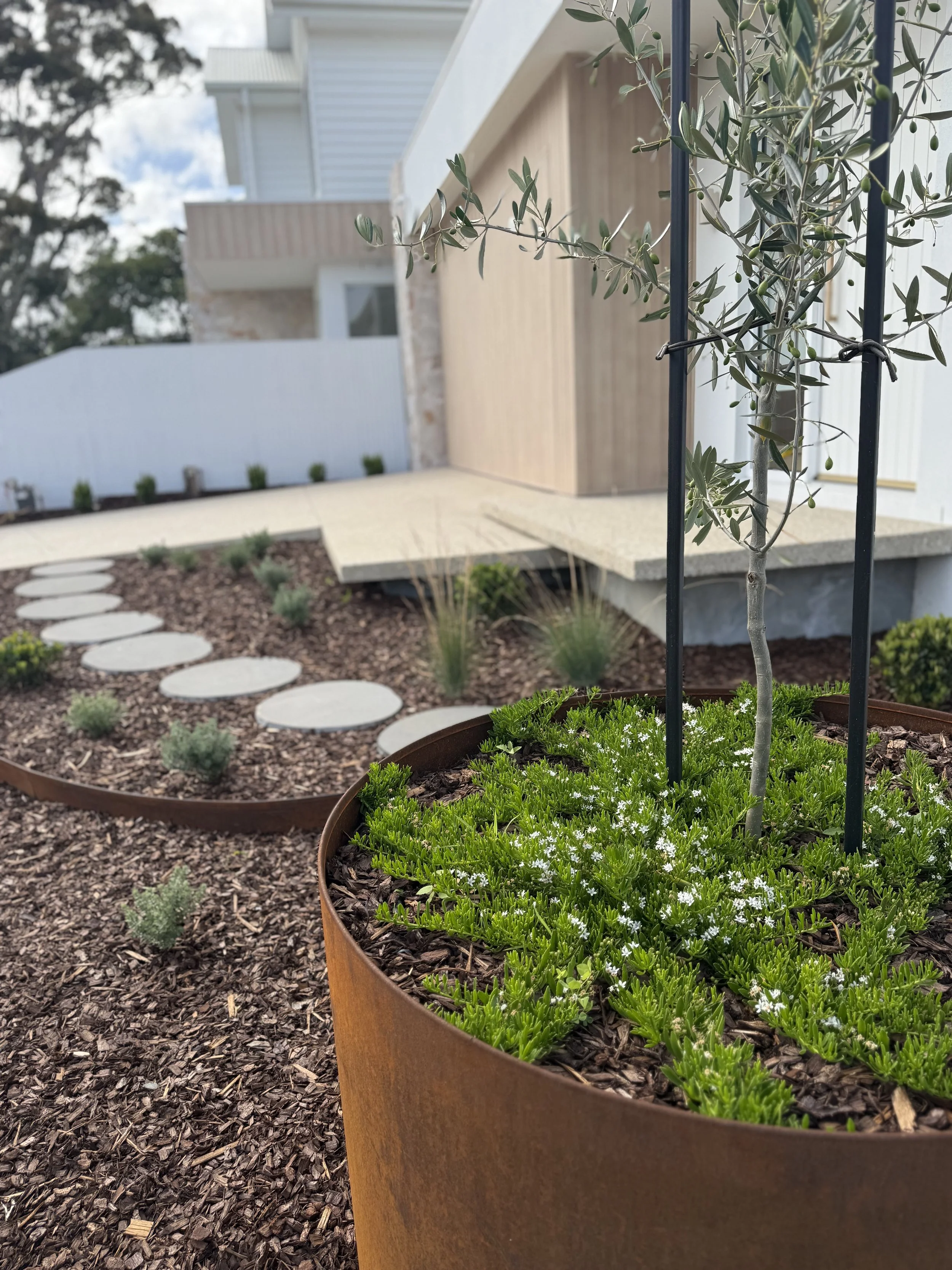 Close-up of a potted plant with small white flowers and green leaves in a rusty metal container in a garden. In the background, there are stepping stones on brown mulch, a house with a wooden facade, and a white fence.