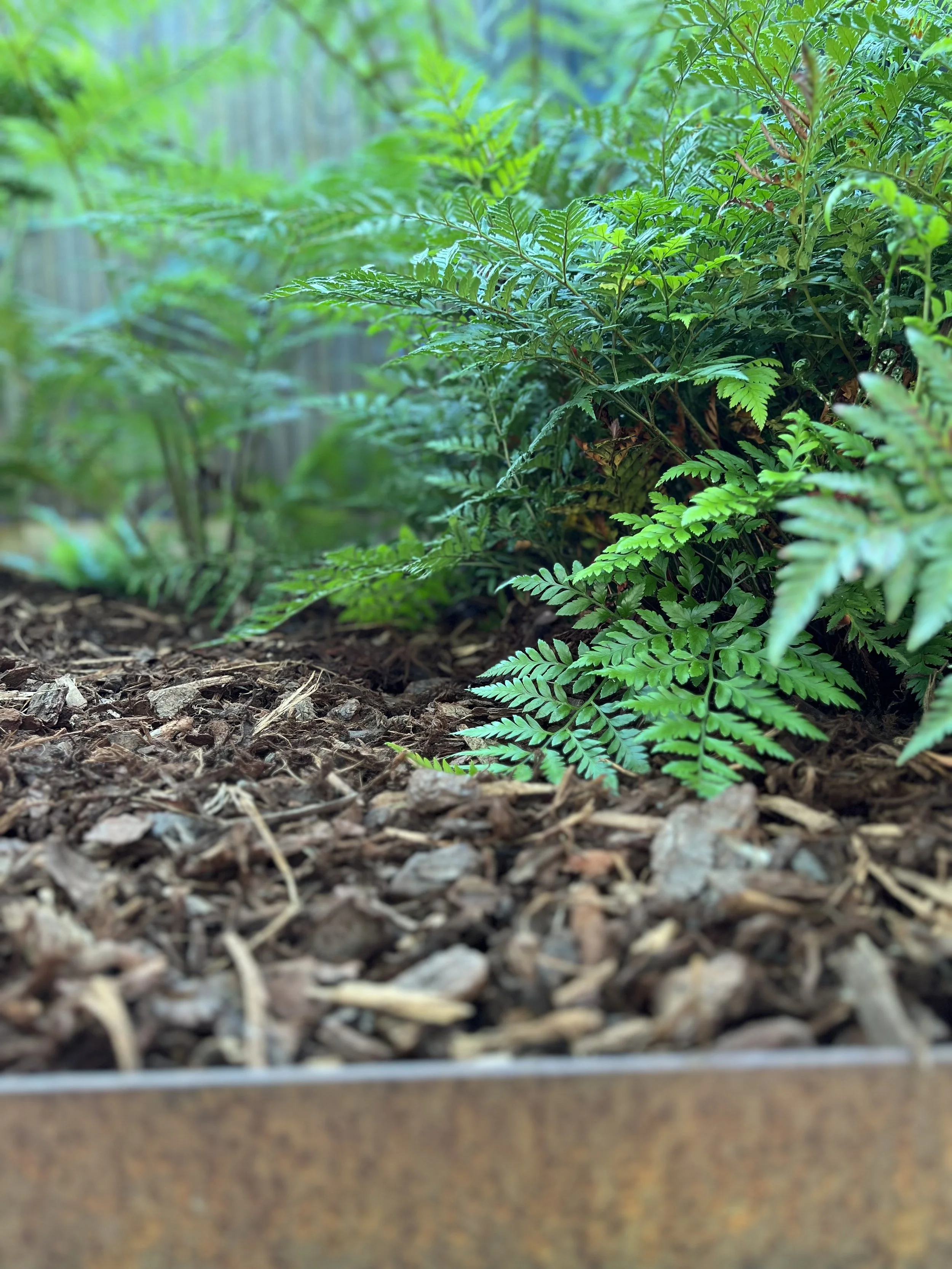 Close-up of green fern leaves growing in soil with mulch at the base of a garden bed.