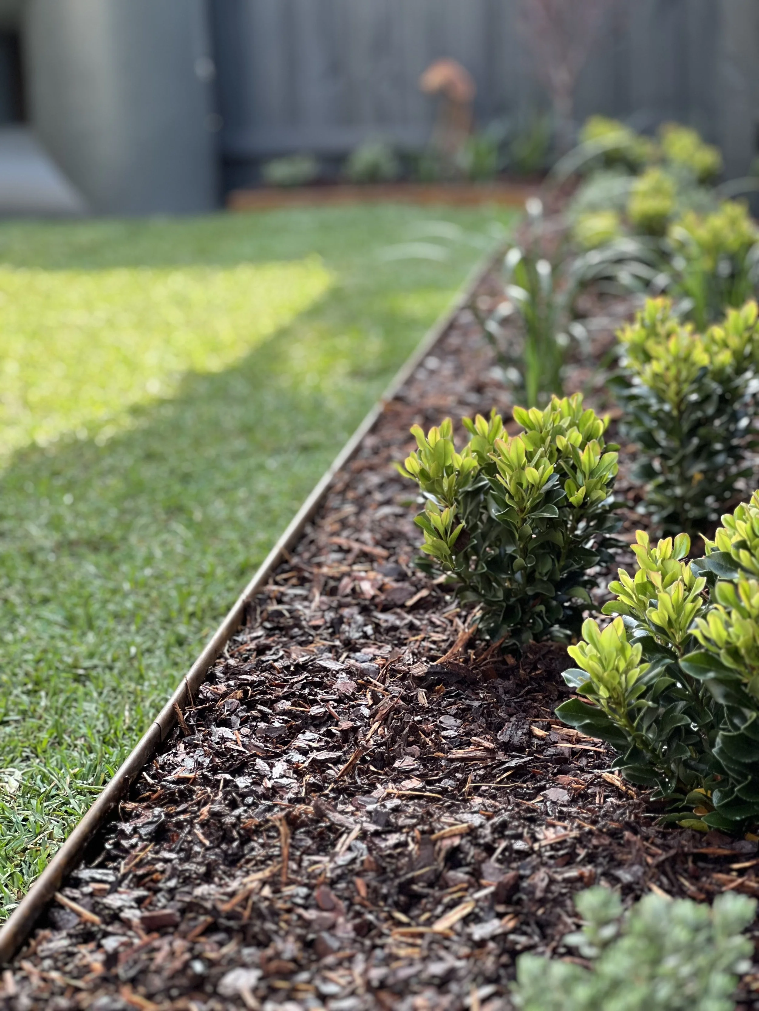 Close-up view of a garden bed with small green bushes and mulch, with a lawn and a wooden fence in the background.